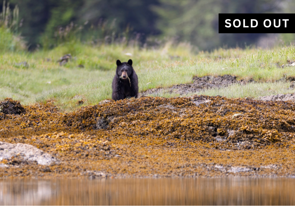 Mist Cove Trip #12: Jul 25 - Aug 1, 2026