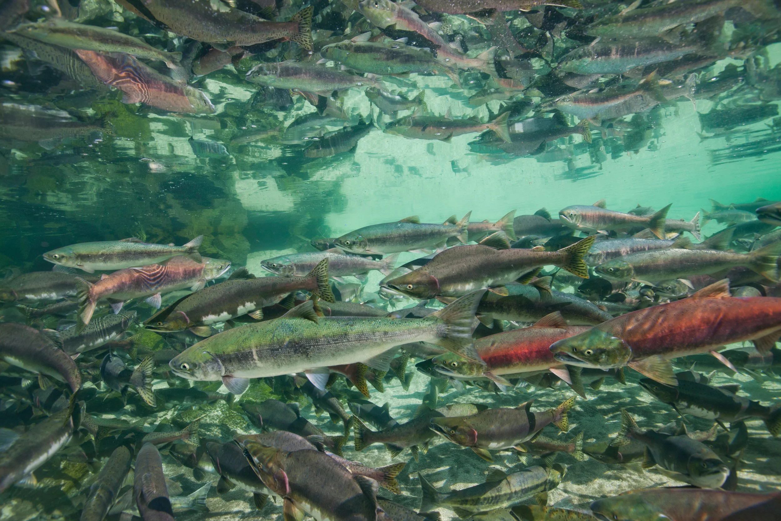 Tongass National Forest Salmon Spawn.jpeg