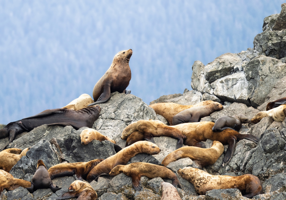 Mist Cove Trip #9: Jul 10 - Jul 17, 2027