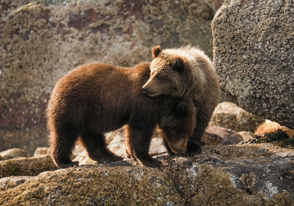 Mist Cove Trip #8: Jun 27 - Jul 4, 2026