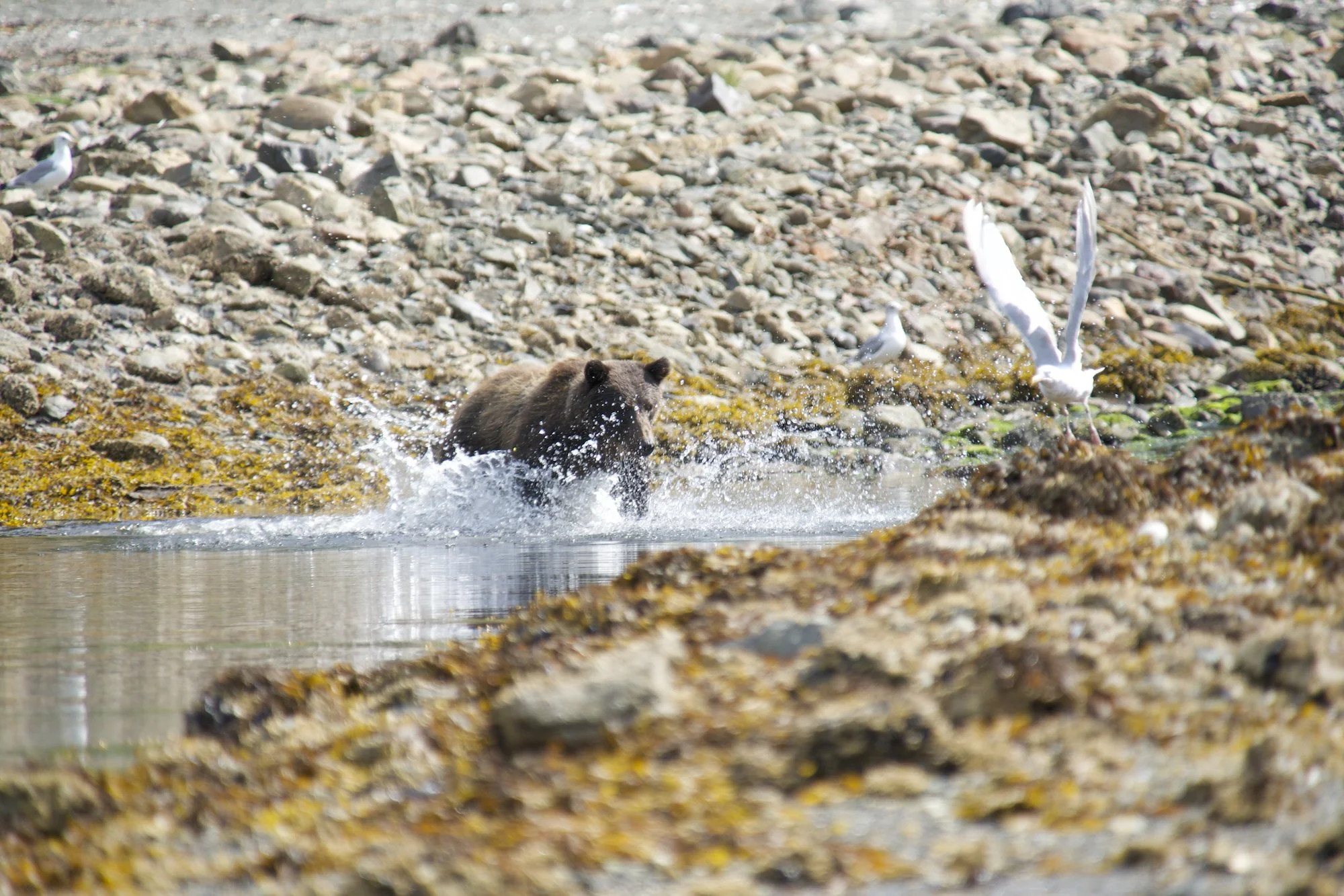 2. The Boat Company Bear Viewing Alaska Work Cruise AWards.jpg