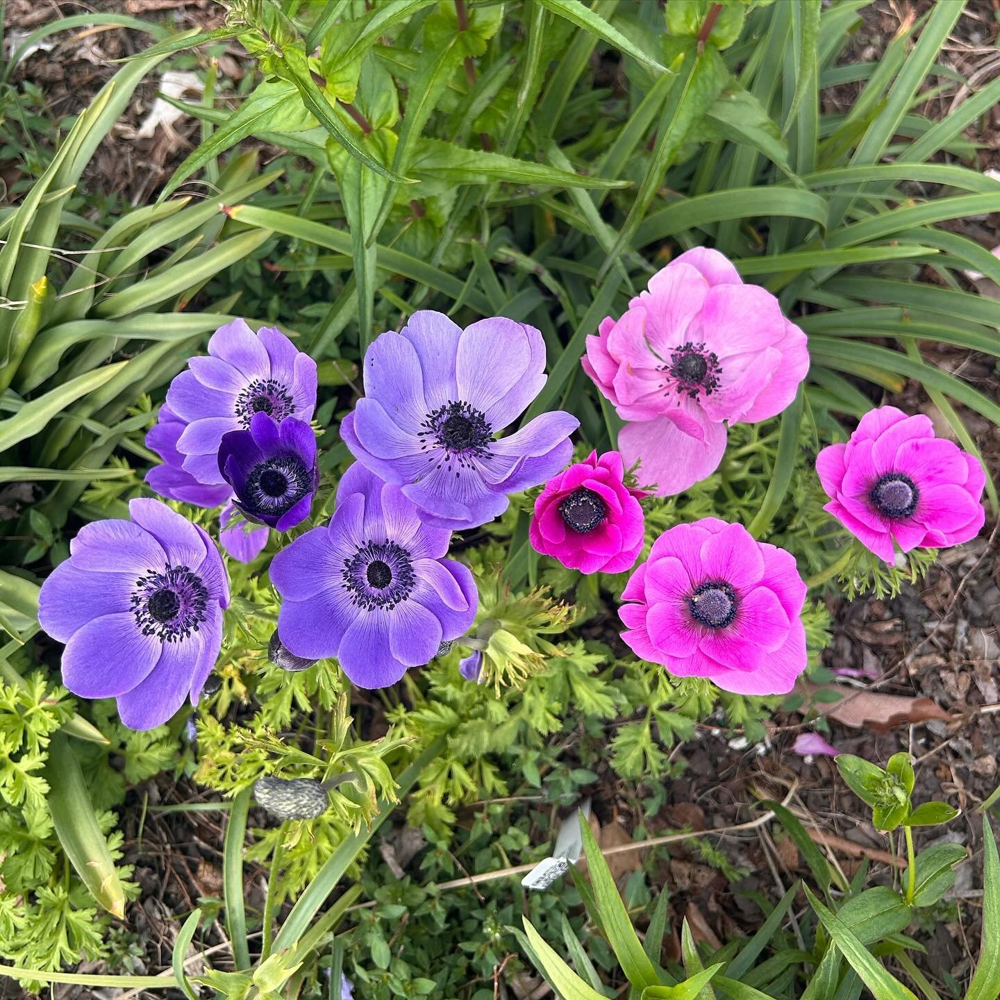 beauties I found at the arboretum today 🤩

#raleigh #raleighnc #arboretum #jcraulstonarboretum #springflowers