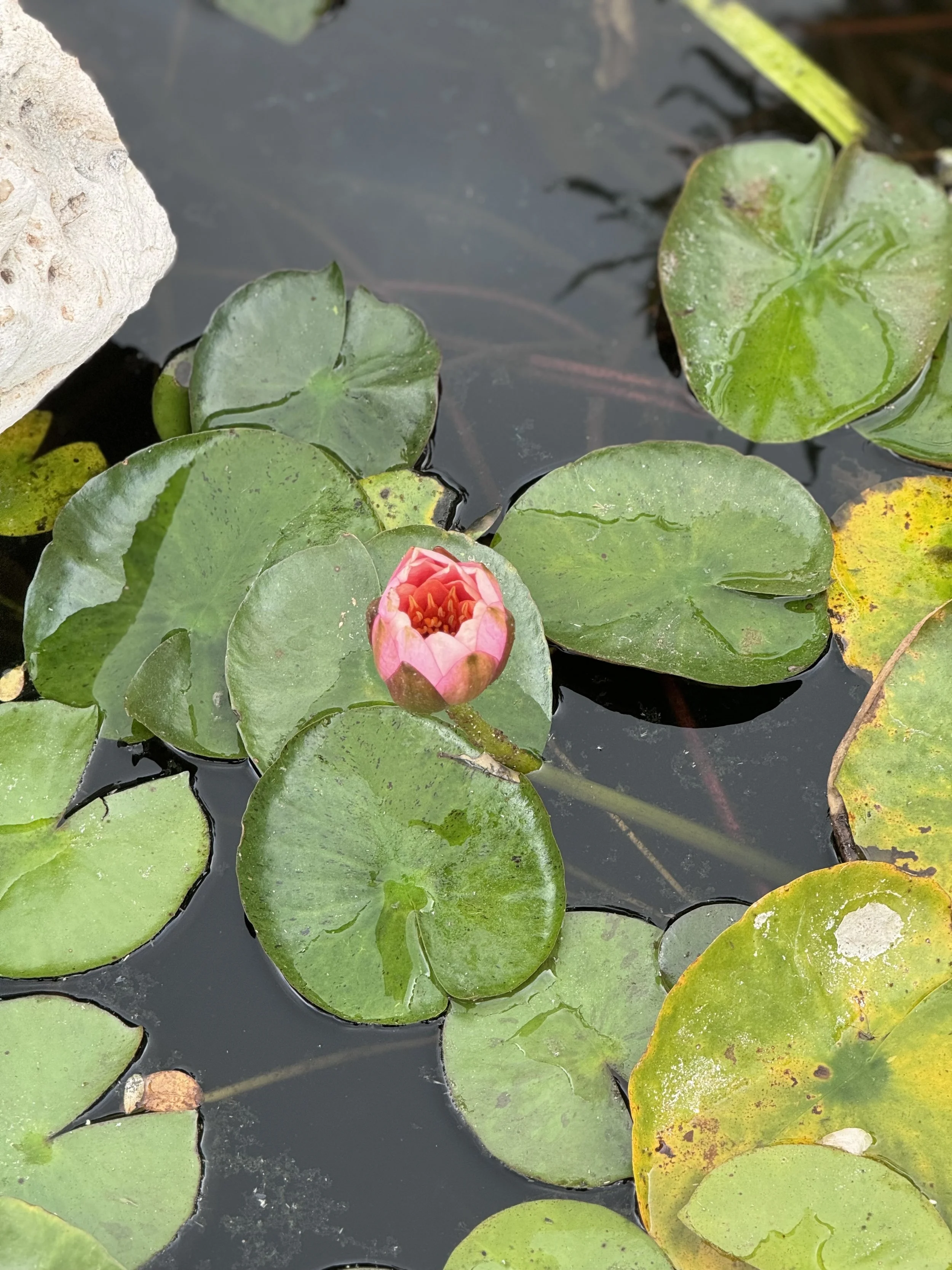 Yoga for Injury Recovery