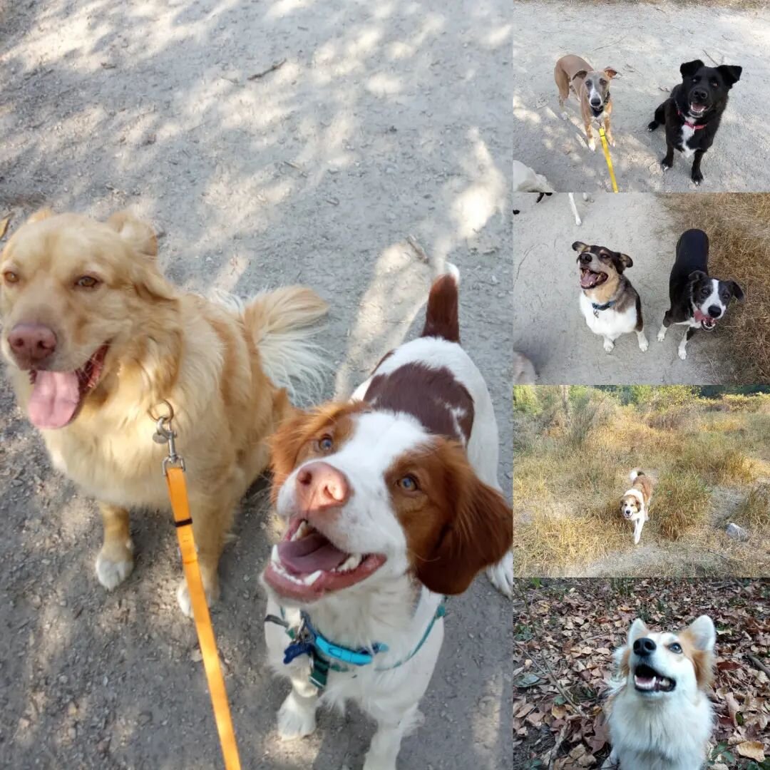 Today's furry faces 🐶&hearts;️

#dogsofvancouver #dogwalkervancouver #dogadventures #dogwalkerlife #dogsofinstagram #dogwalkerofinstagram