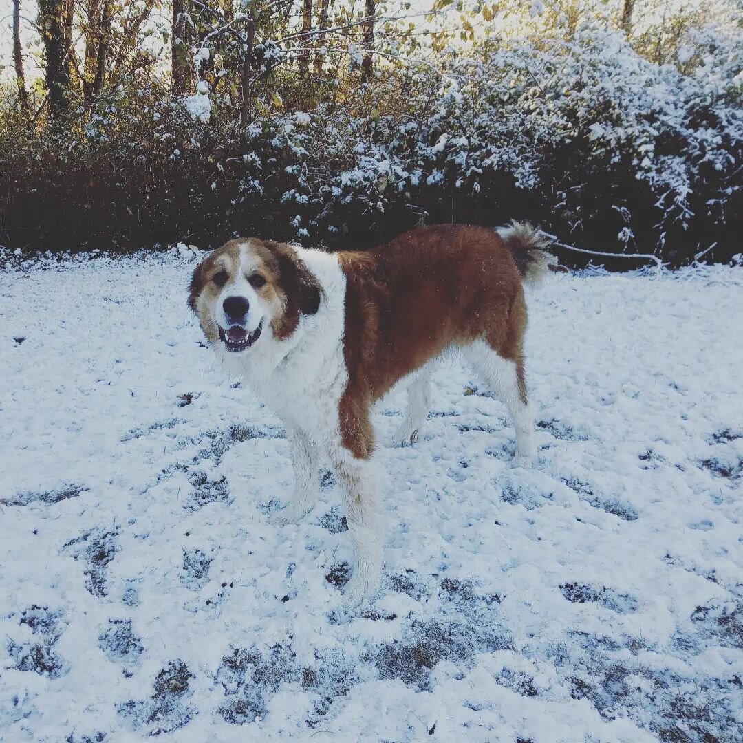 Arnie loving today's snow

#snowdog #dogadventures #dogwalker #dogwalkerlife #dogsofinstagram #dogsofvancouver #dogwalkerofinstagram