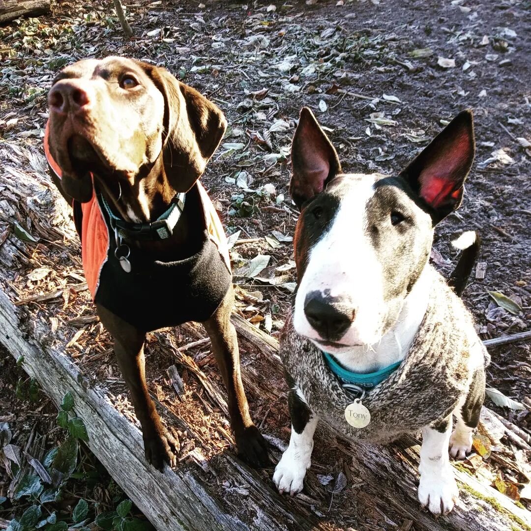 Chilly this morning so Artemis and Tony are showing off their jackets

#dogfashions #dogadventures #dogfriends #dogwalkerlife #dogwalkersofinstagram #dogwalkervancouver #dogsofvancouver