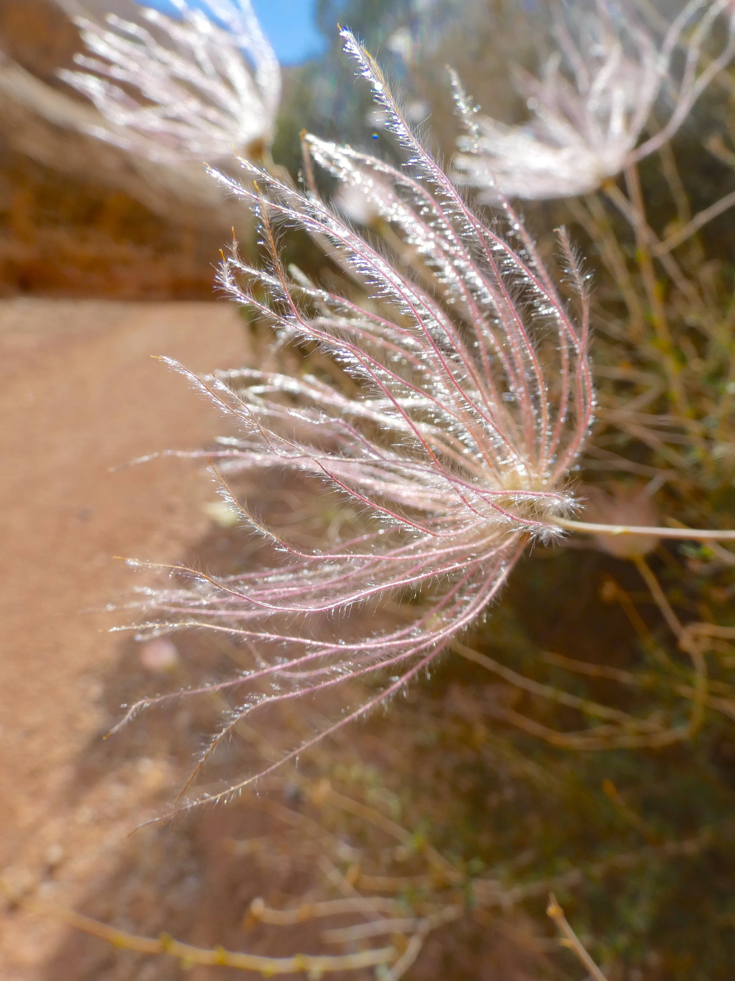 capitol reef national park
