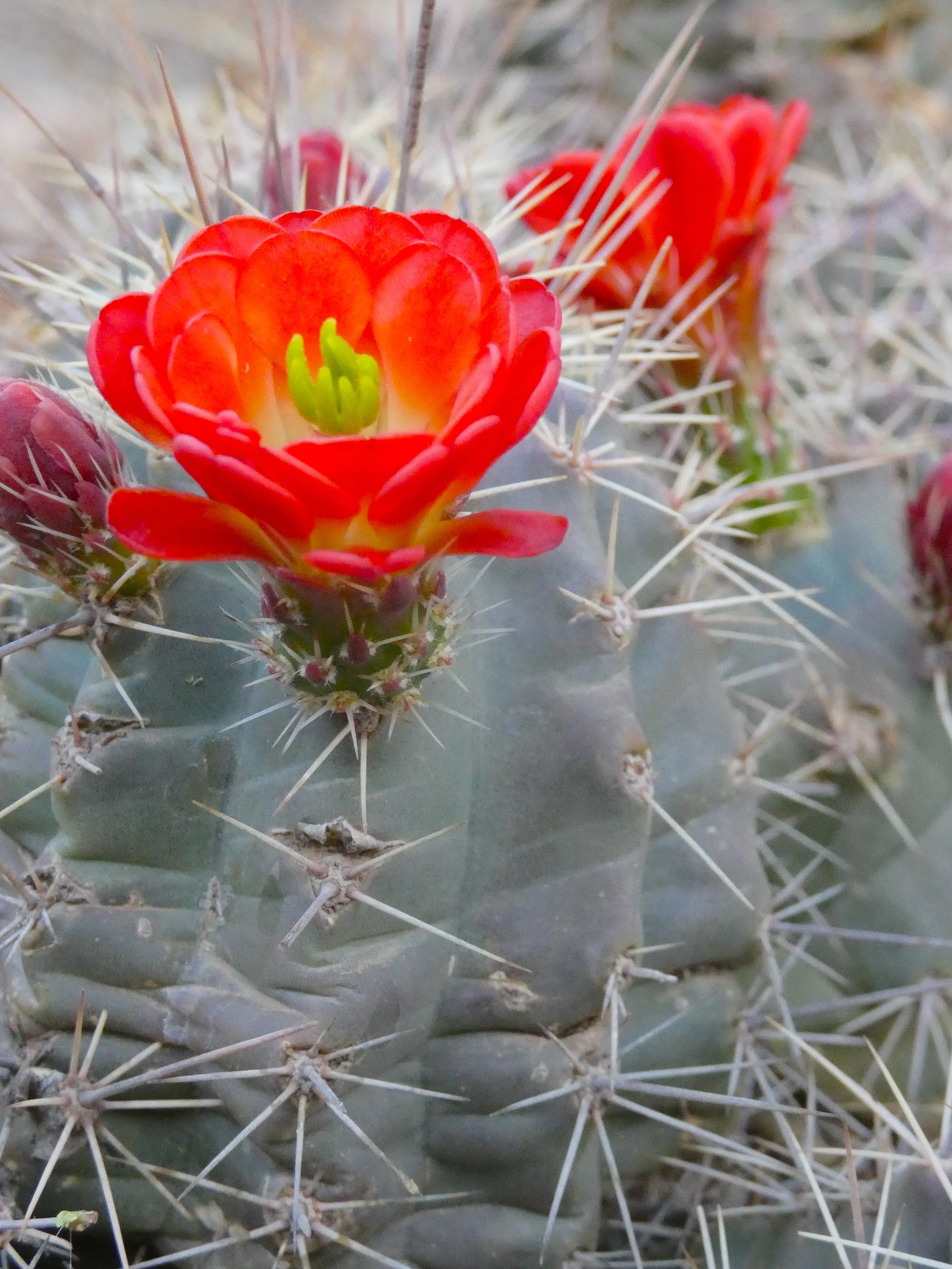 big bend national park 