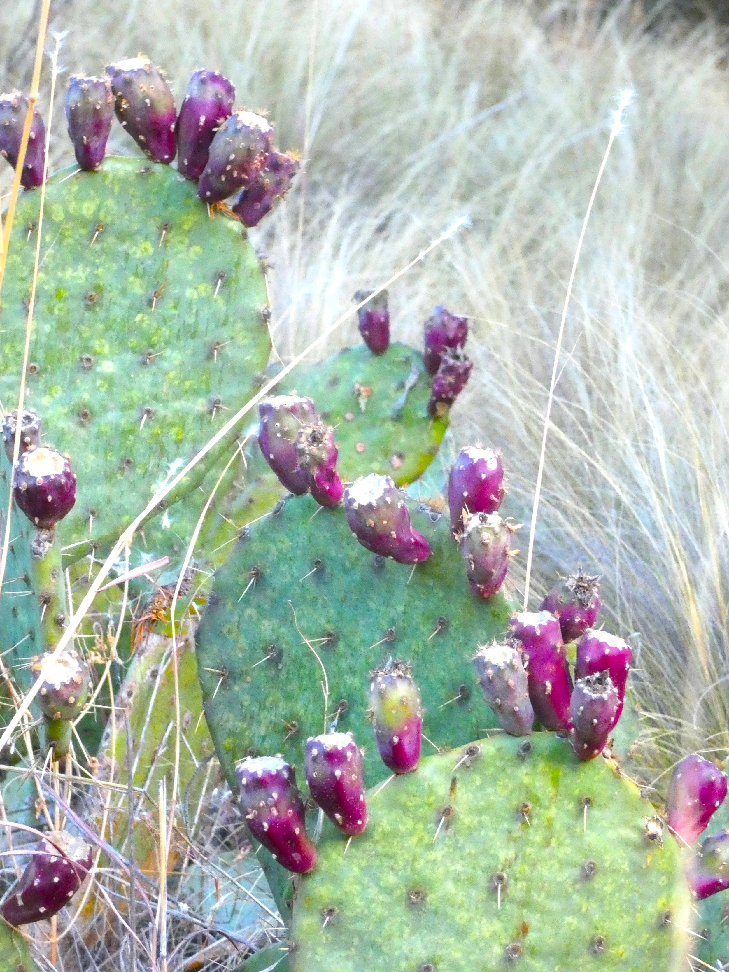 big bend national park 