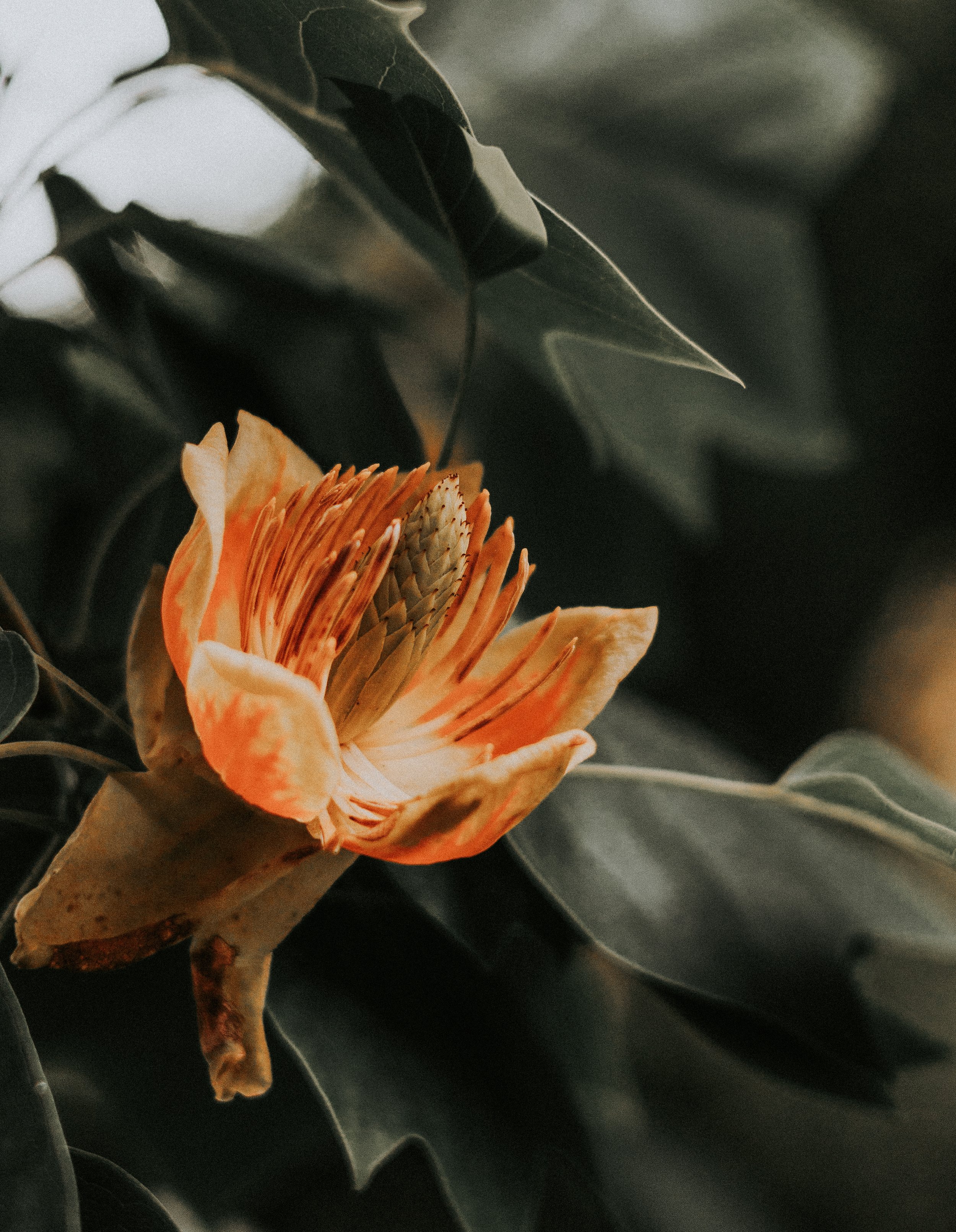 pexels-ellie-burgin-1661546-32390885.jpg