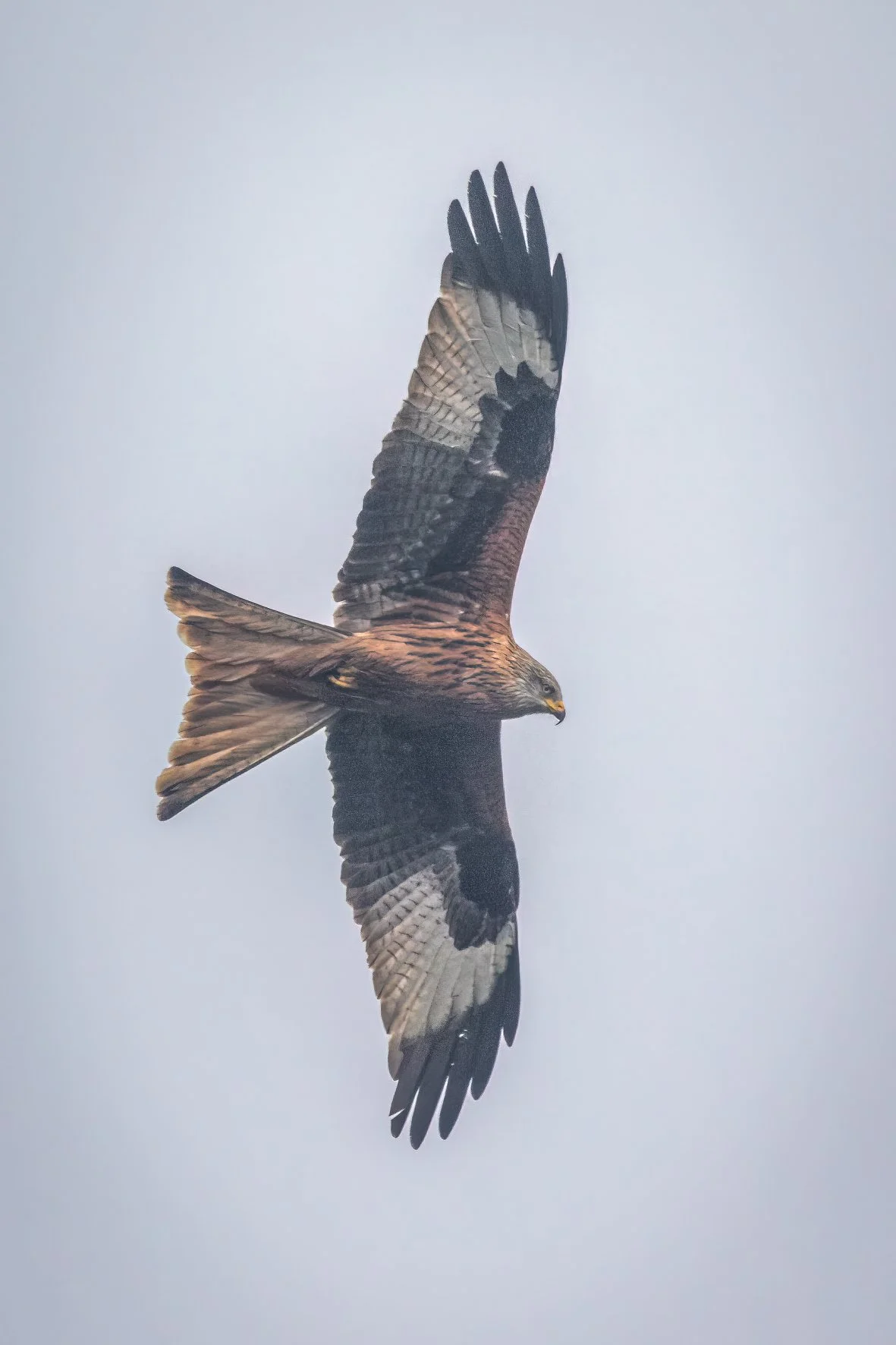 Red Kite