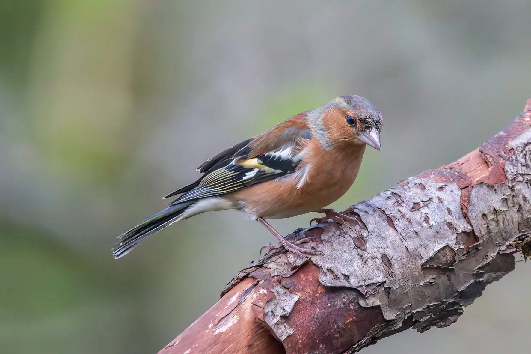 Chaffinch