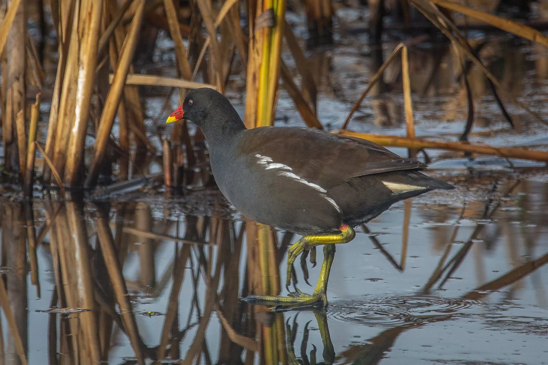 Moorhen