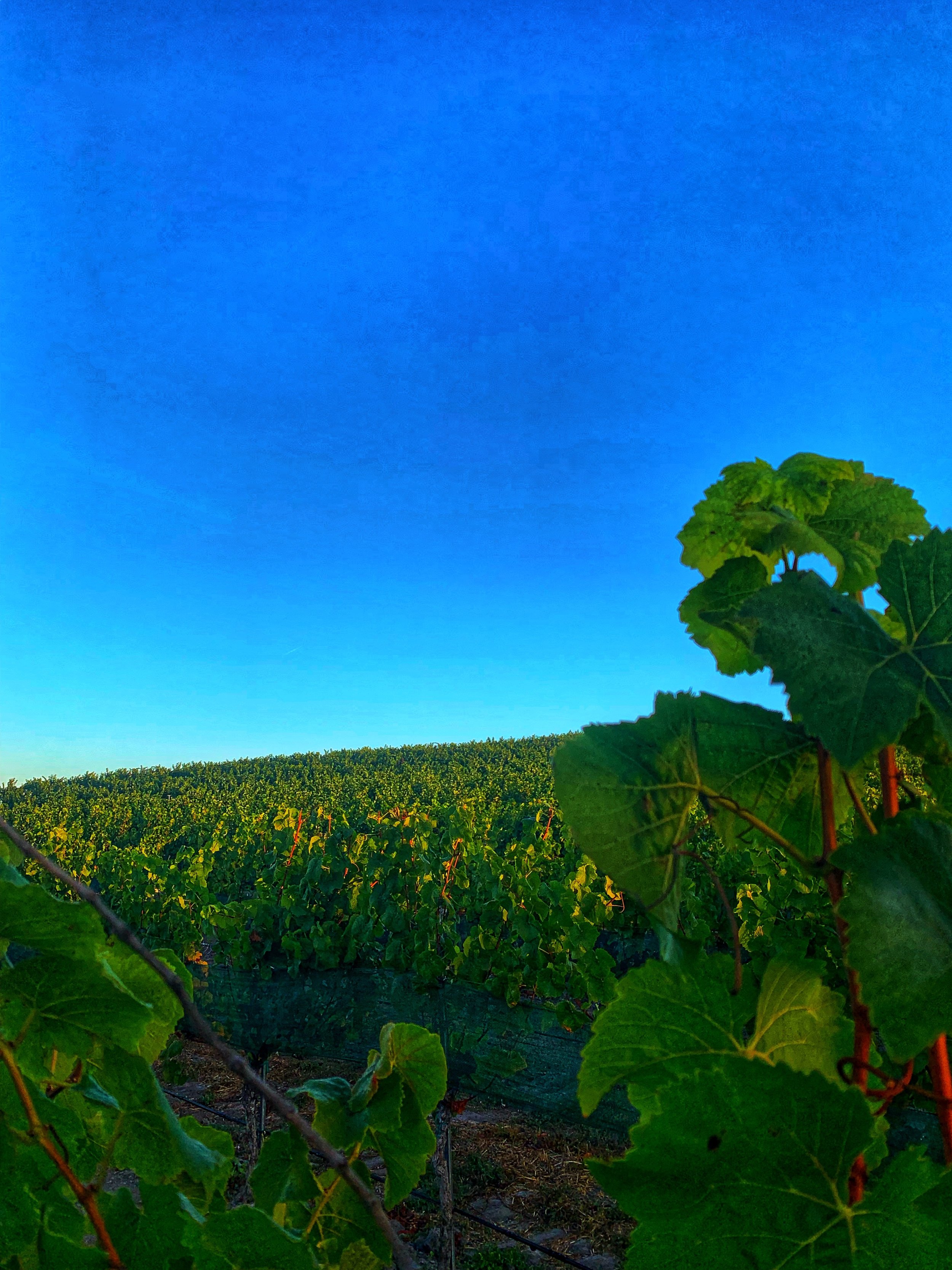 SLO Coast AVA: So Cool