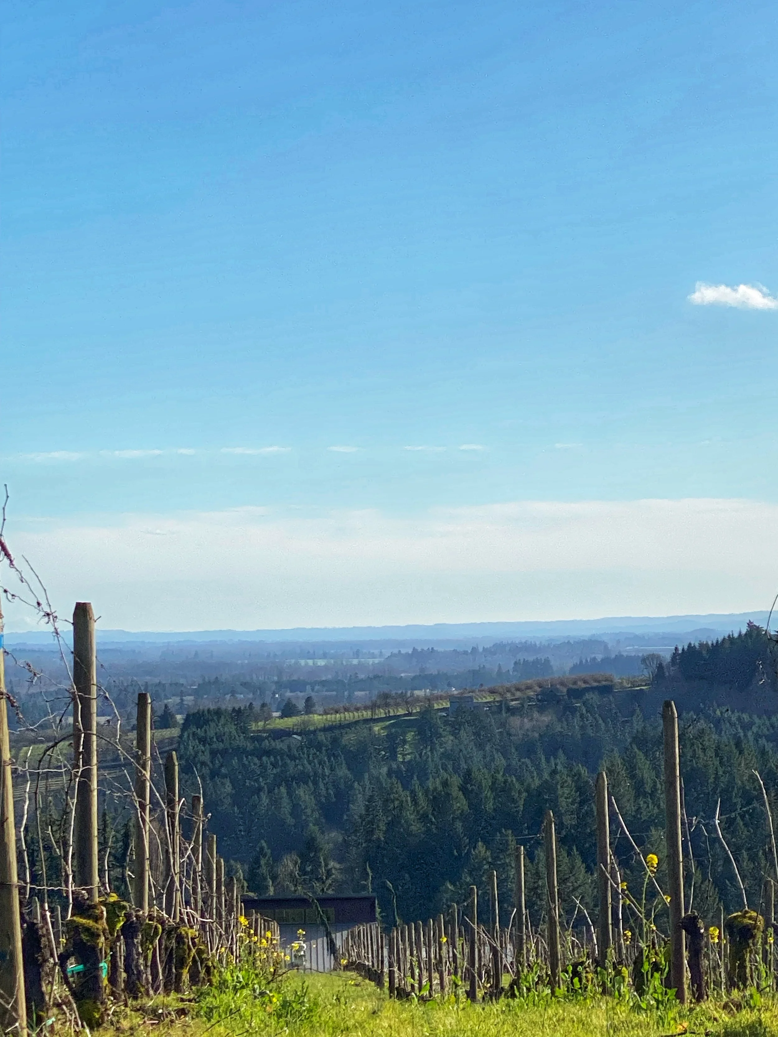 Willamette Valley AVA: Rain &amp; Shine