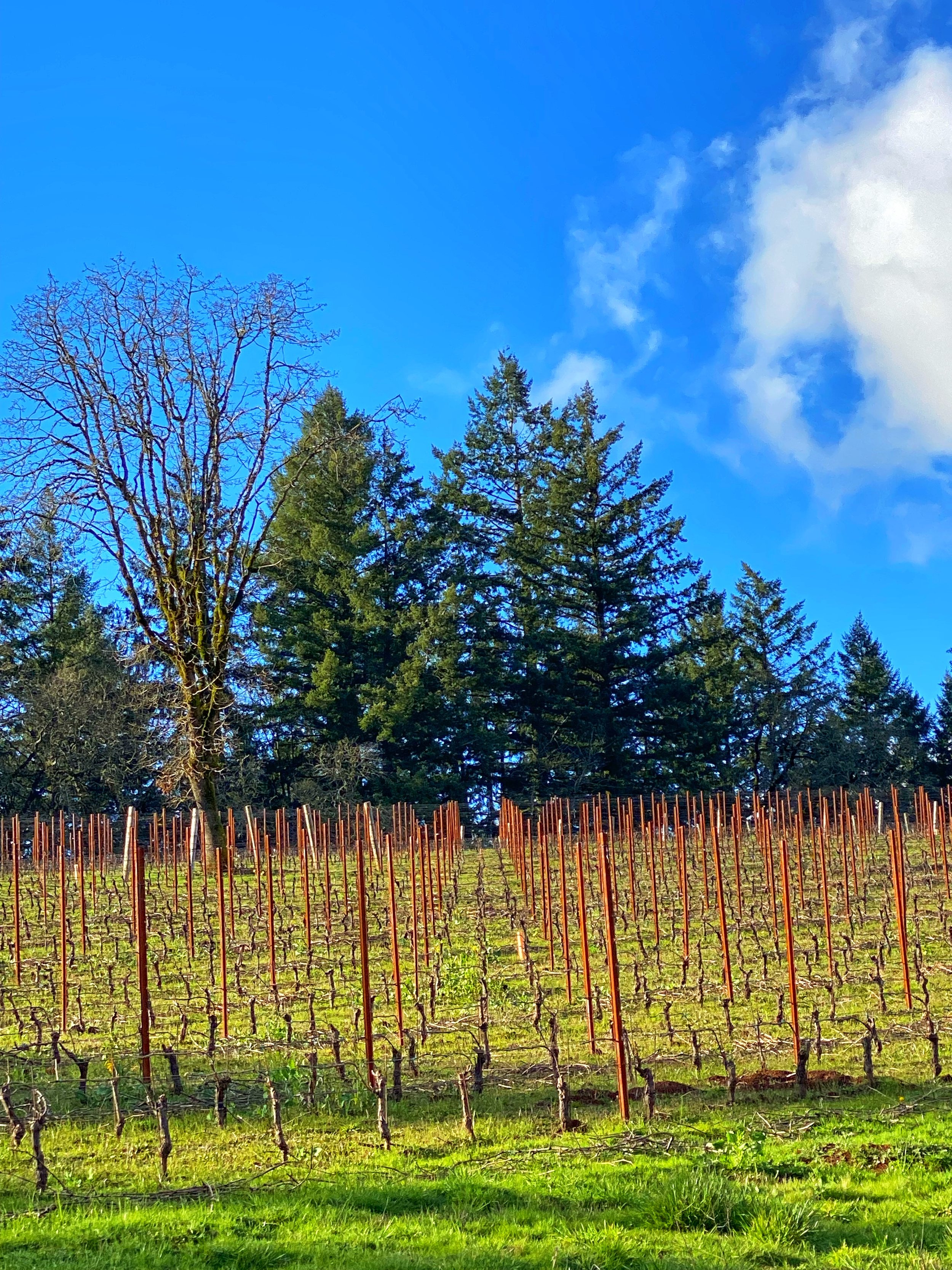Dundee: A Pinot’s Heaven