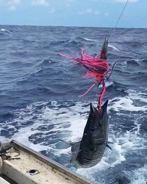 What is it like working on a tuna handline boat?