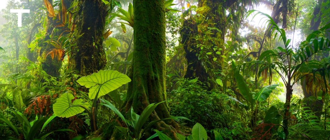 种树、土地、文化与希望：对森林修复政策的再思考