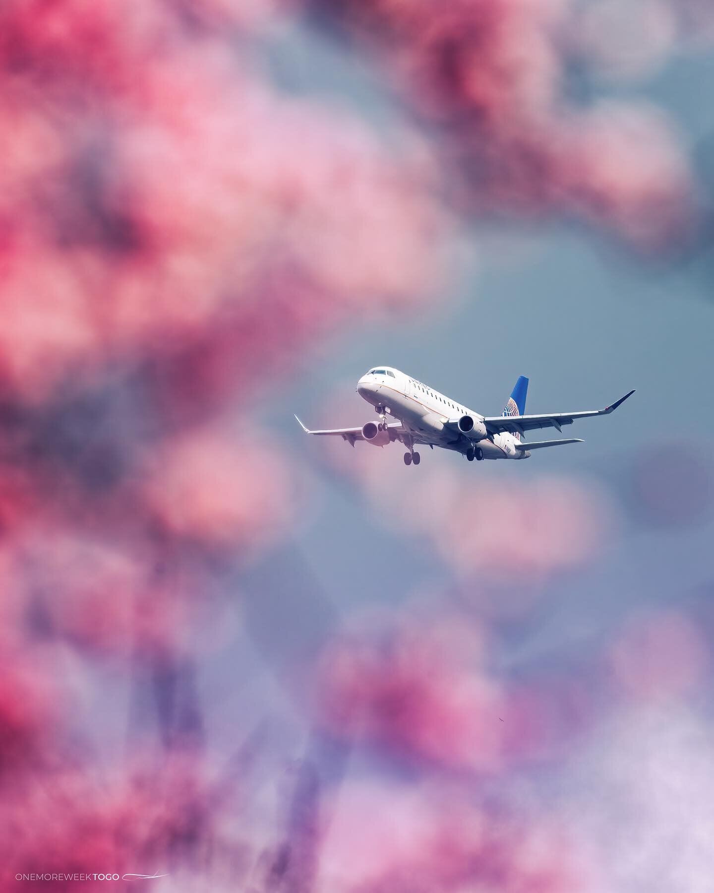 Throwback to cherry blossom season 🌸✨
&bull; &bull; &bull;
&copy;Onemoreweektogo
&bull; &bull; &bull;
#instagramaviation #planeporn #megaplane #aviation4u #avnerd #avgeek #instaaviation #planespotting #aviationphotography #aviationlovers #aviation #