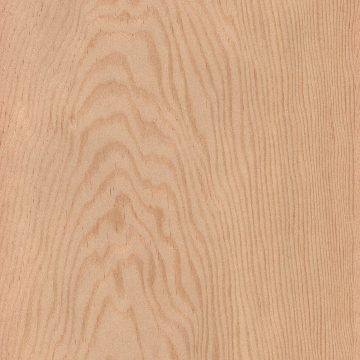 WTN001 Douglas Fir