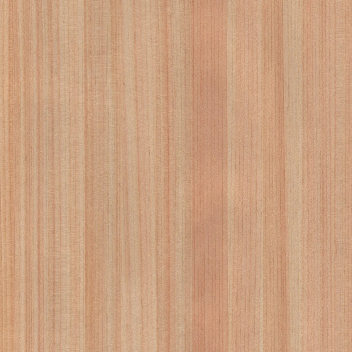 WTN002 Japanese Cypress