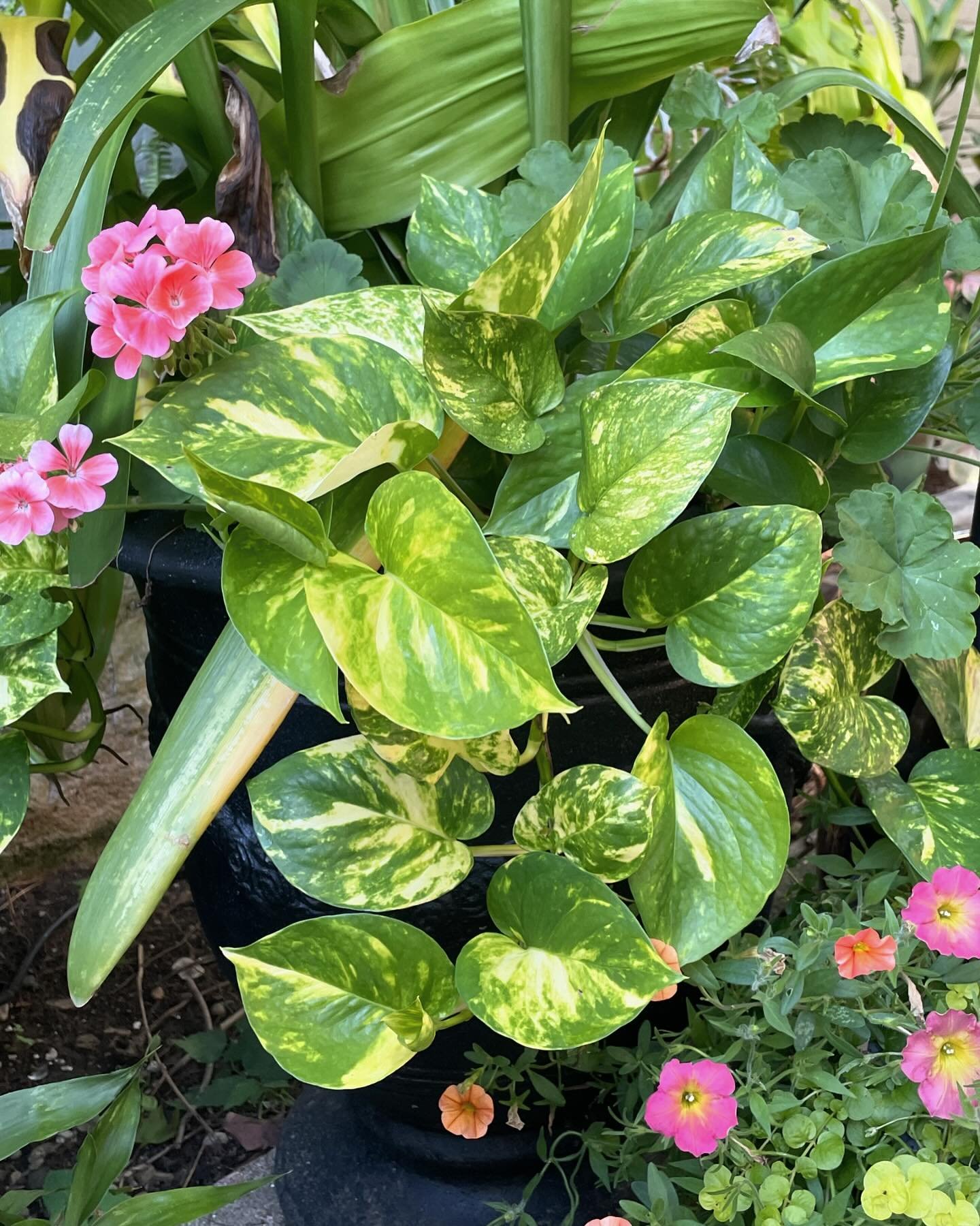 I️ love using houseplants as annuals mixed into outdoor containers.  They grow so fast and really give that tropical feel!  #houseplants #containergardening #tropicalplants #summerplanters