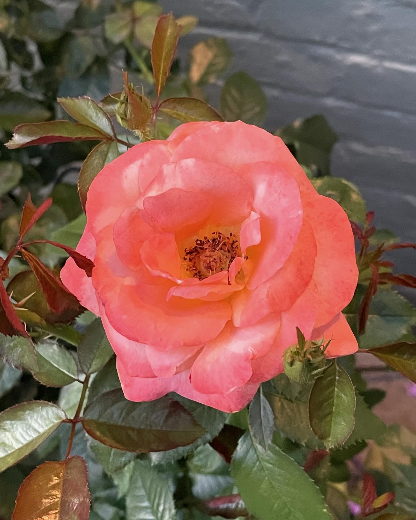 I️ wish I️ knew the name of this rose.  It was on the property when we purchased it.  I️ have nursed it back from almost dead, and that orange coral color is stunning!