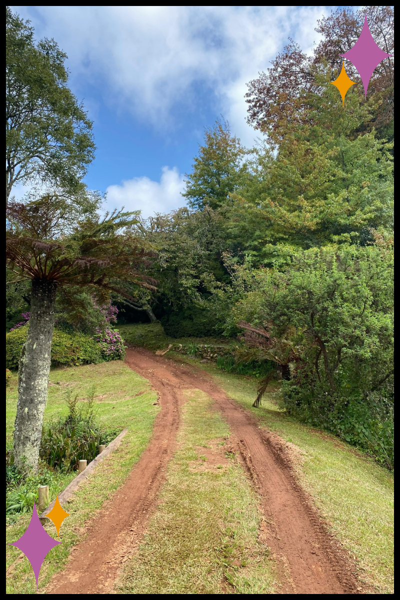 A non-linear career path in trauma therapy training and growth