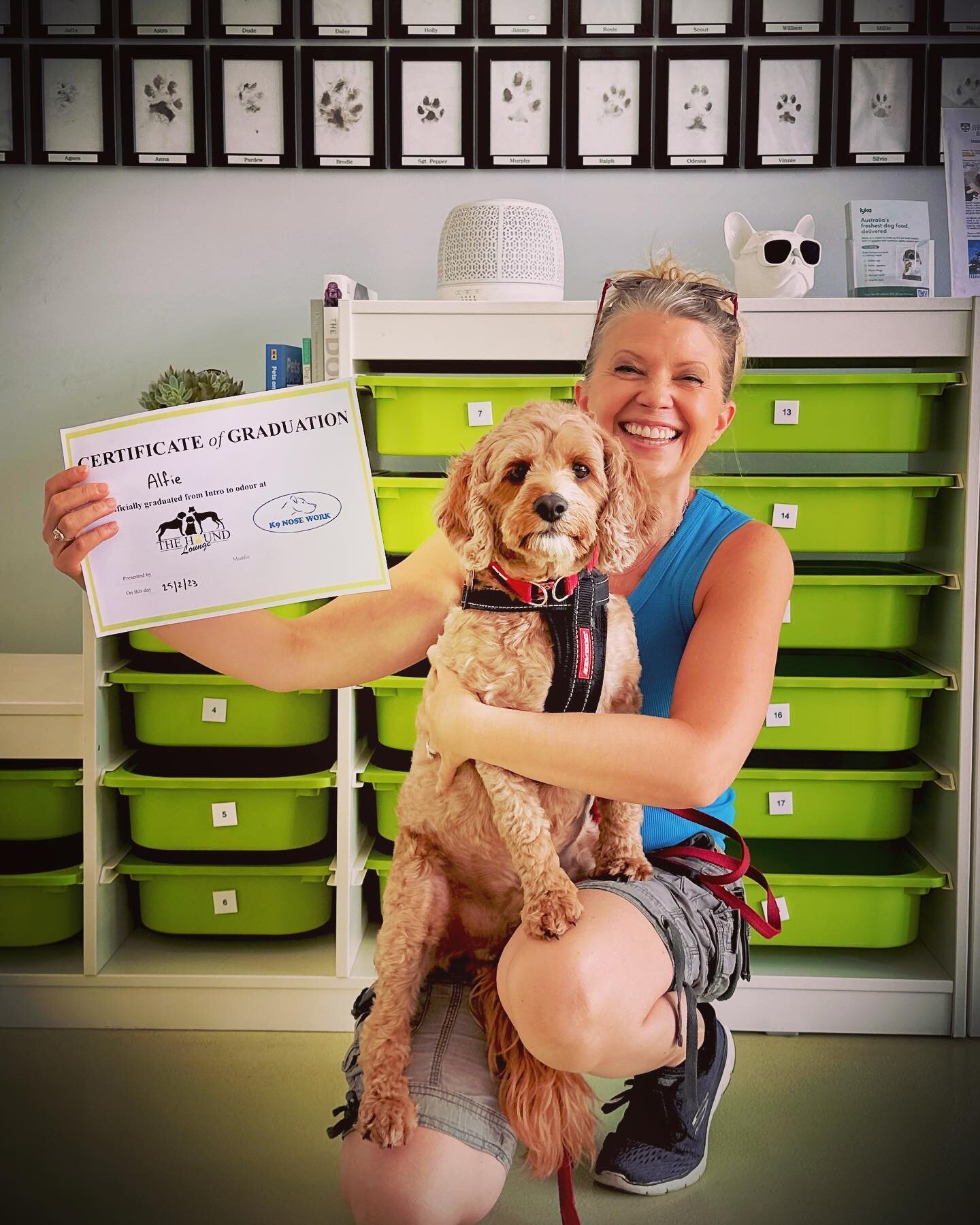 Alfie and I recently graduated from K9 Nose Work Level 1 - Intro to odour with the Hound Lounge. Such a fun activity to do with your dog which uses their natural sniffing ability while giving them additional skills and opportunities for stimulation. 