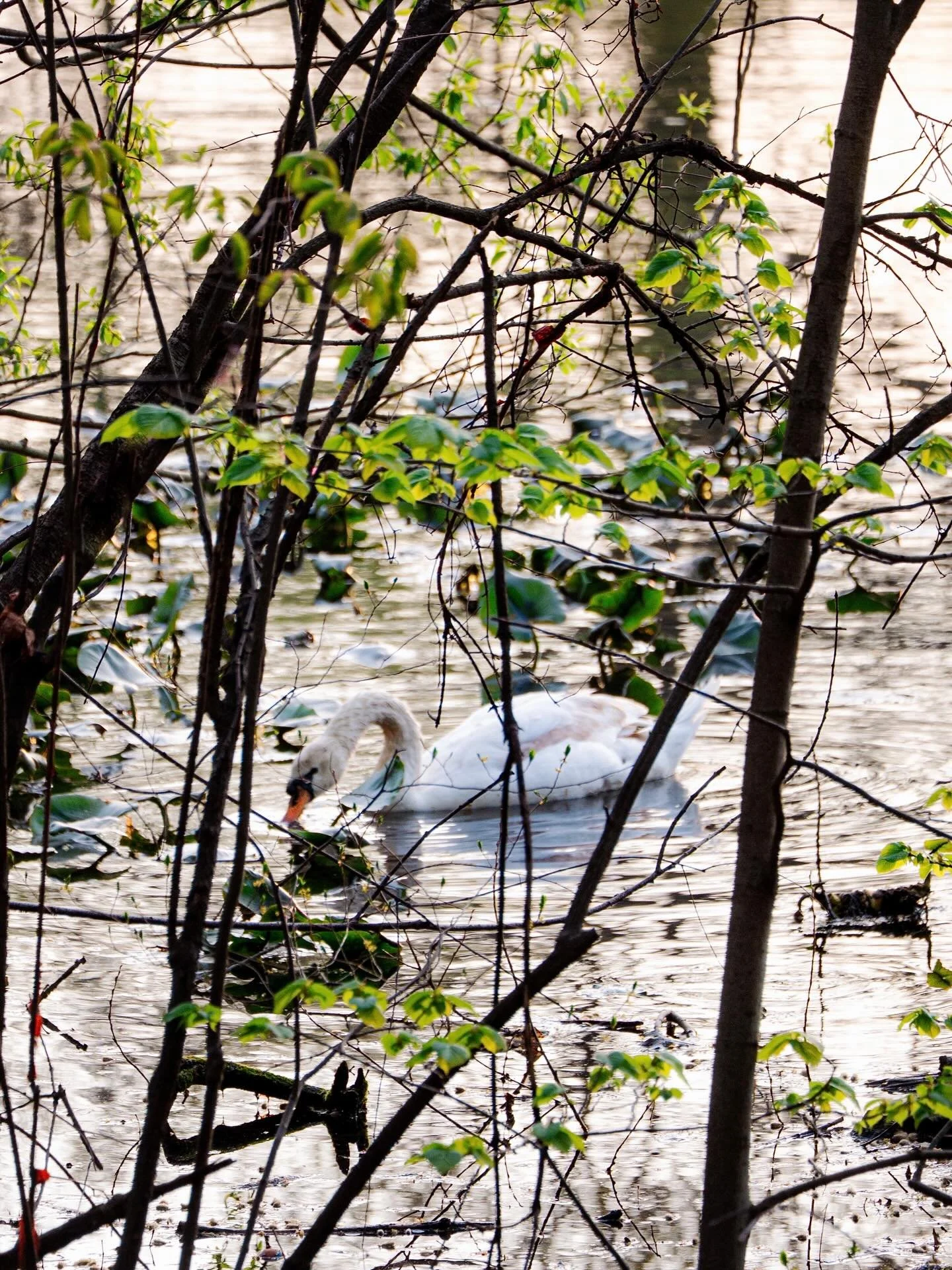 Took a page out of @mothercardinal &lsquo;s book and went for a walk through @prospect_park after work last week.🌱

Not only did I get to catch the cherry blossoms in full bloom, but I also got to capture some critters along the way. 🌸🐢

Happy ear
