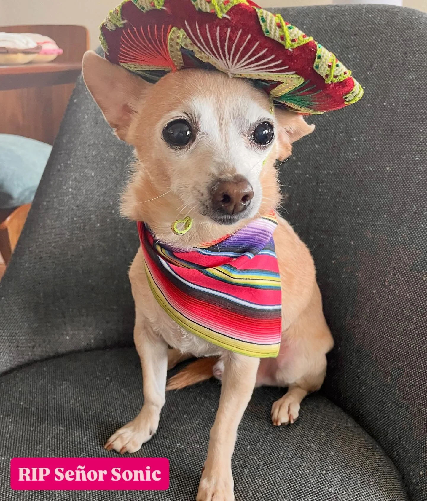 Canela fam, we’re experiencing a loss. Our beloved mascot, Señor Sonic, passed away peacefully at the age of 12 yesterday. Please be patient with us if service is slower or certain items not available. We’re in mourning and will be