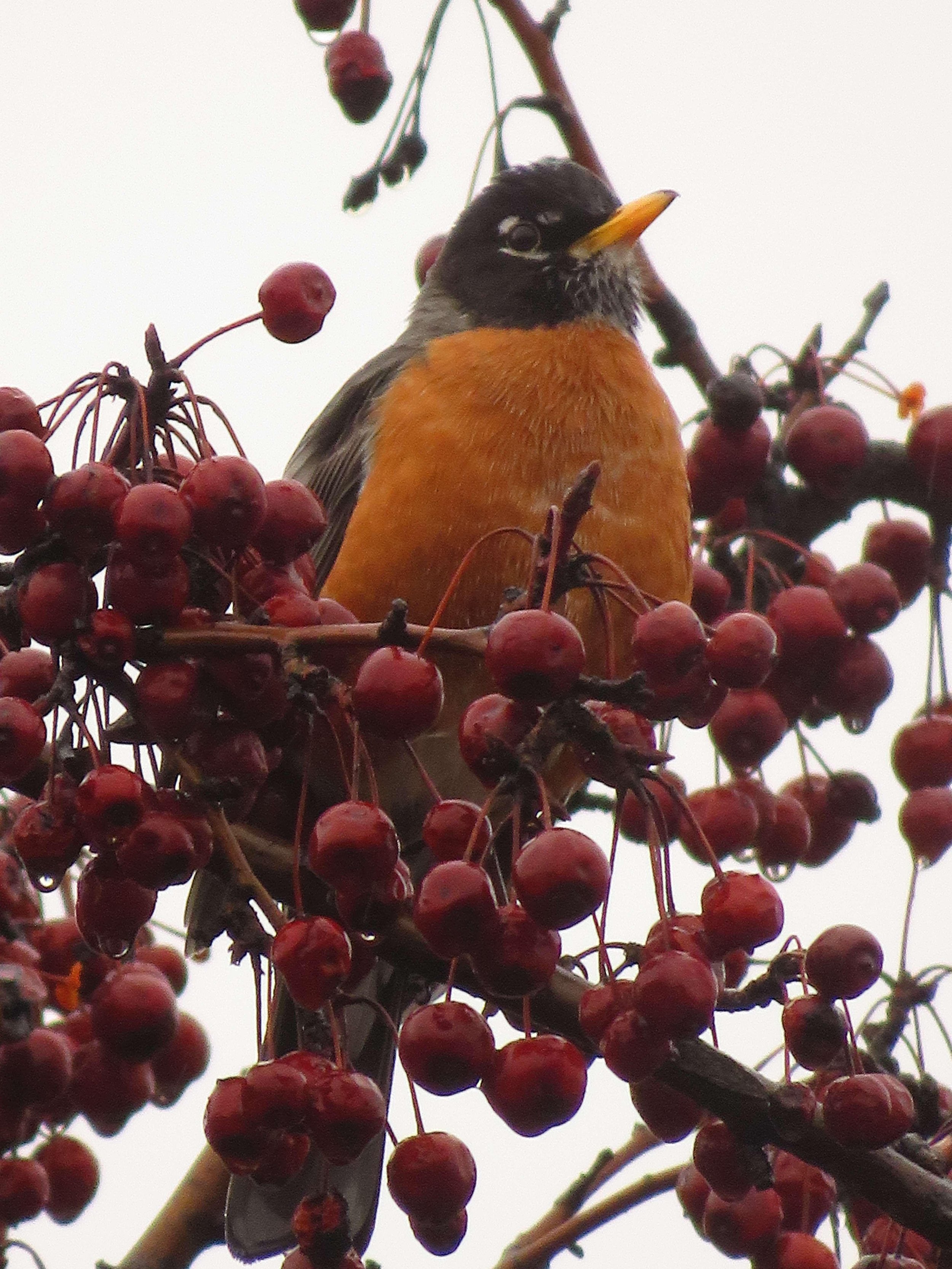 Title: American Robin. Welcome Spring -
2023-
Photography-
8 by 10" -
$80
