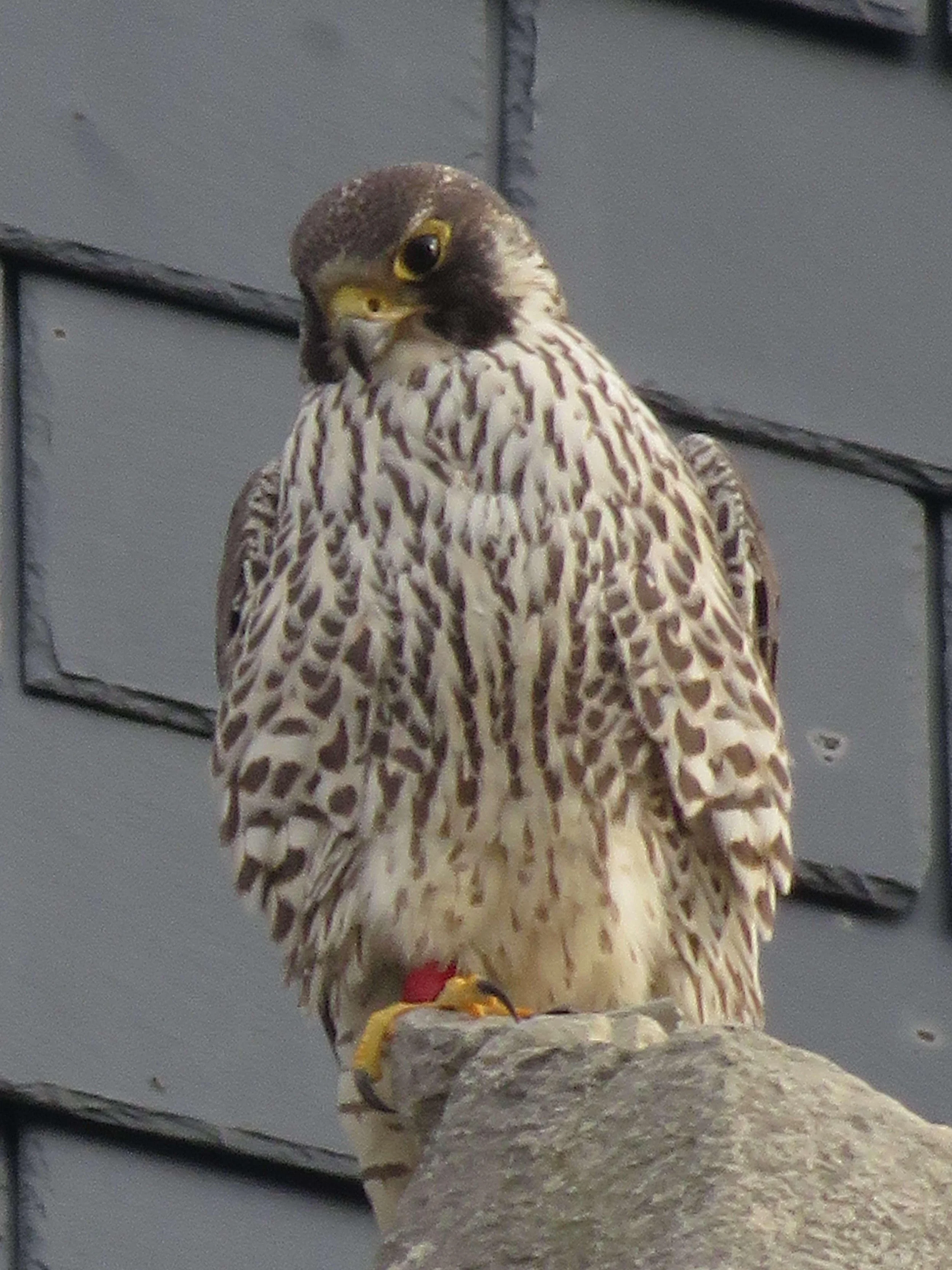 Title: Peregrine Falcon -
2023 -
Photography -
8 by 10" -
$80 
