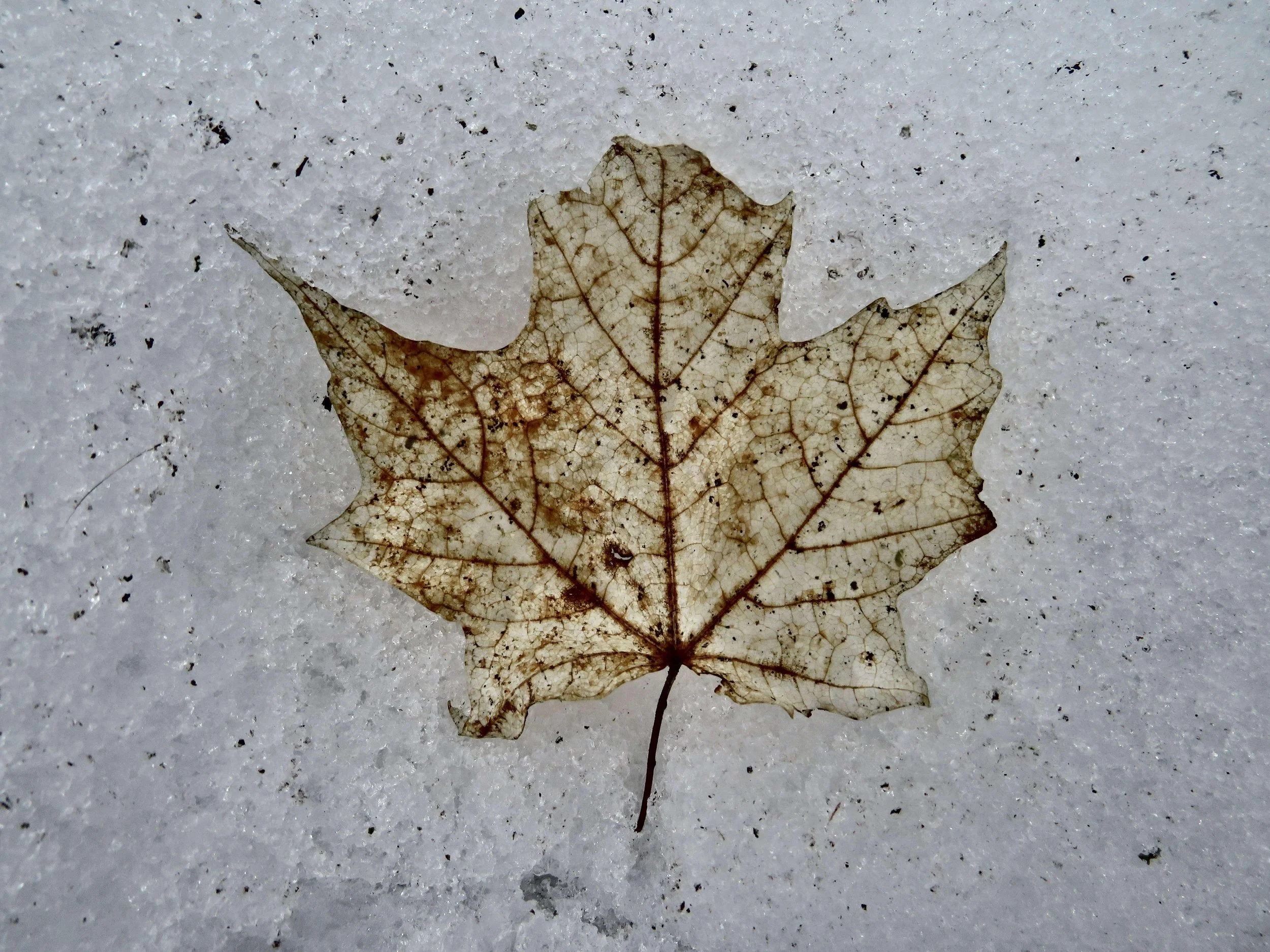 Title: Maple -
2023 -
Photography -
8 by 10"-
$80 
