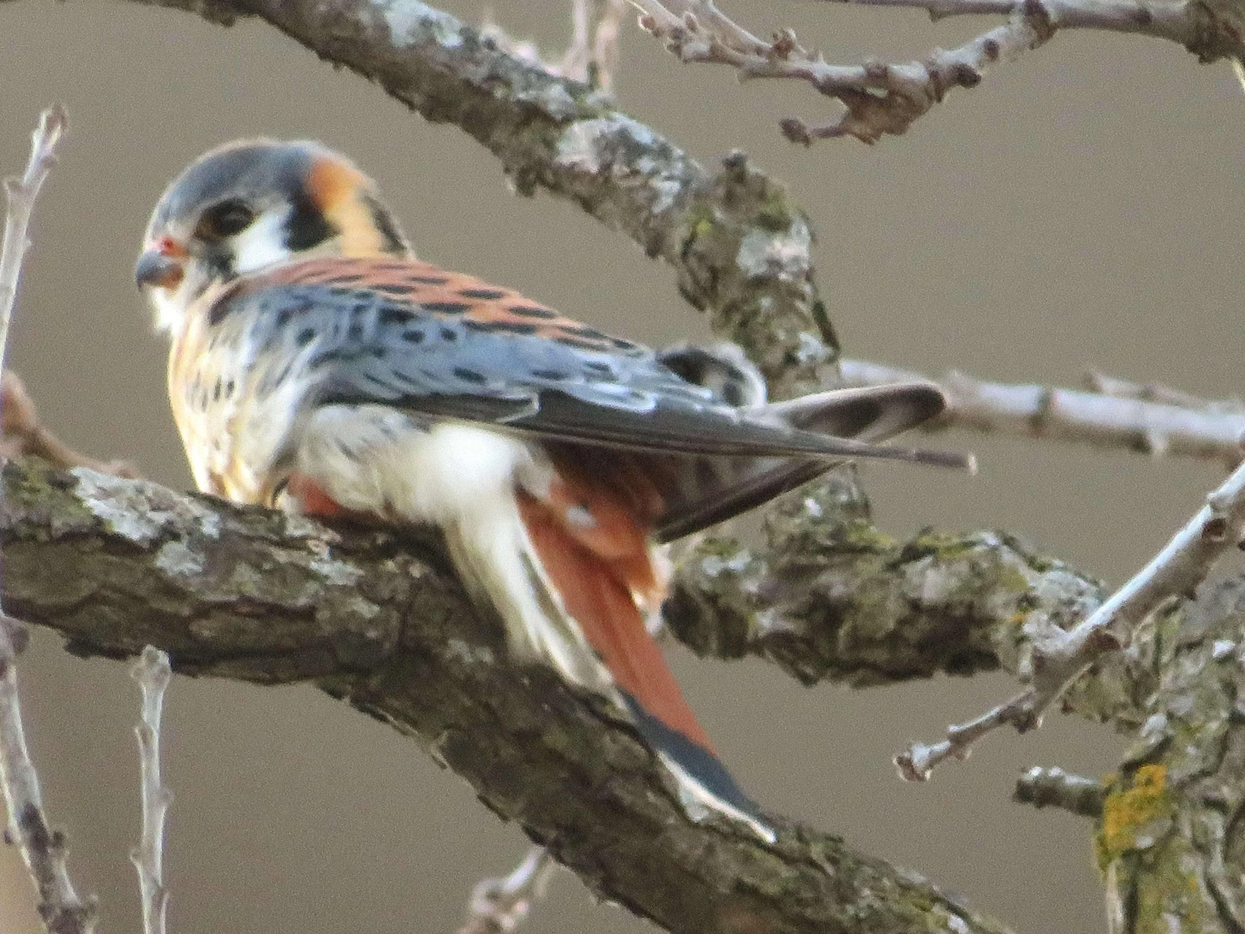 Title: American Kestrel -
2023 -
Photography -
8 by 10" -
$80