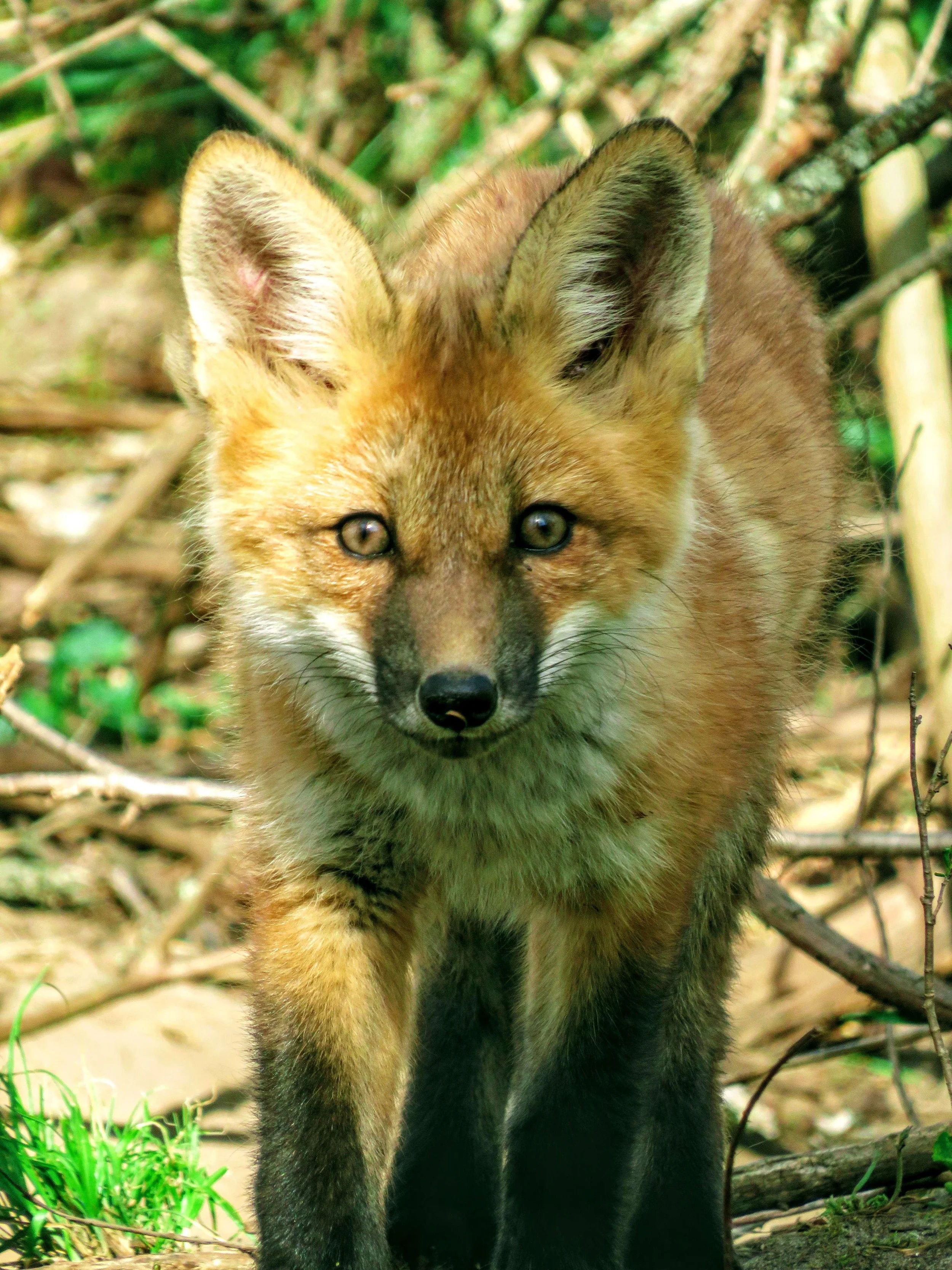 Title:Red Fox-
2022 -
Photography -
8 by 10"-
$80 