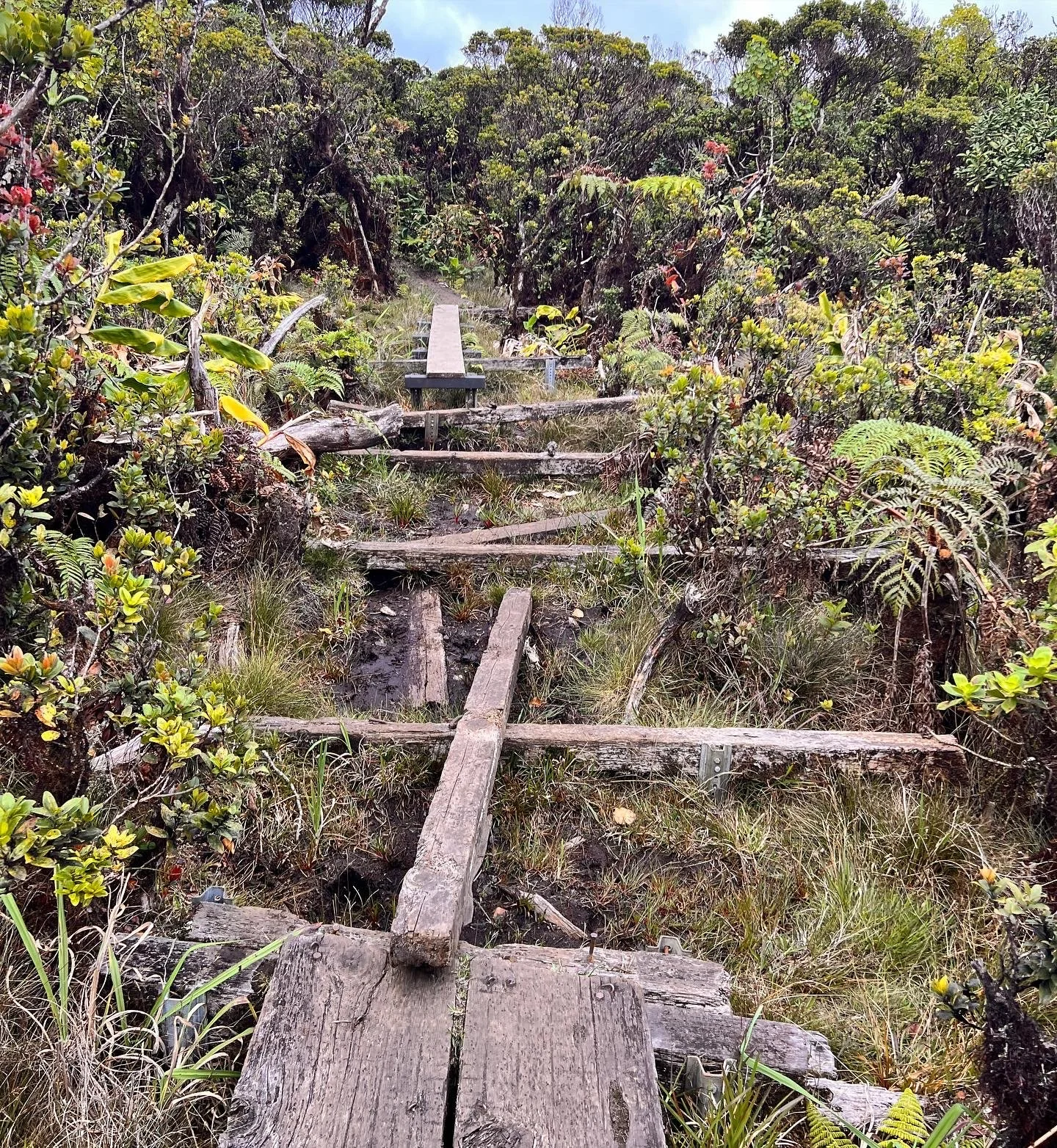 On the Alakai Swamp Trail, Kauai