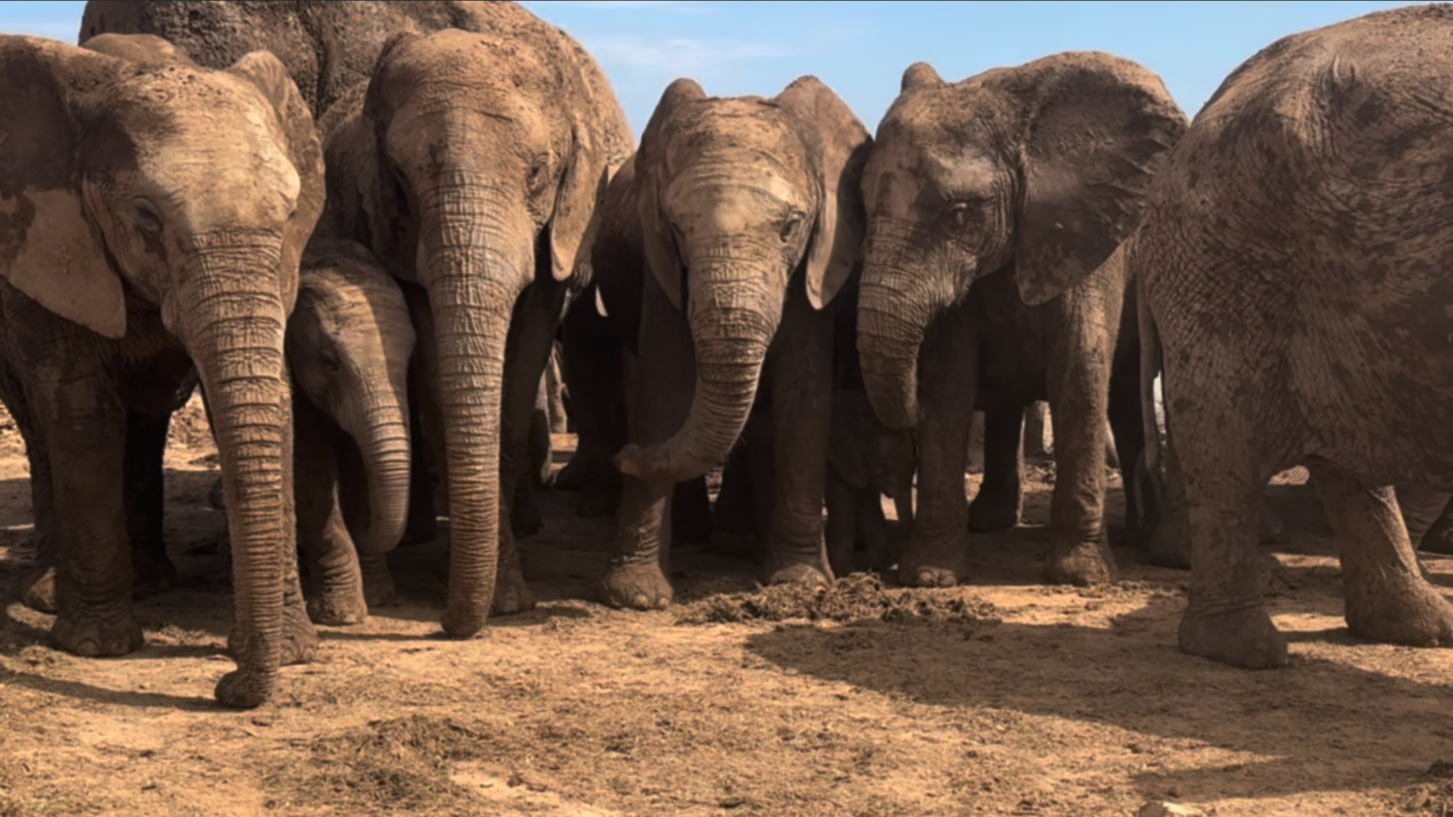 A Dream I Did Not Know to Dream- South Africa