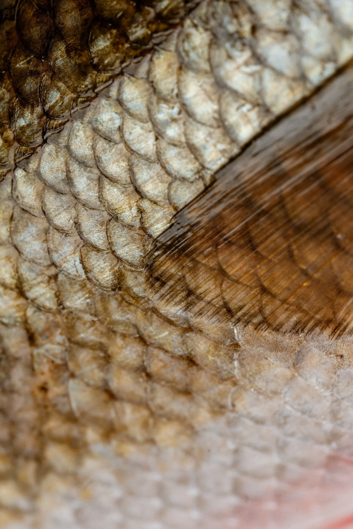 fotografia-producto-pescaderia-conagallas (54).jpg