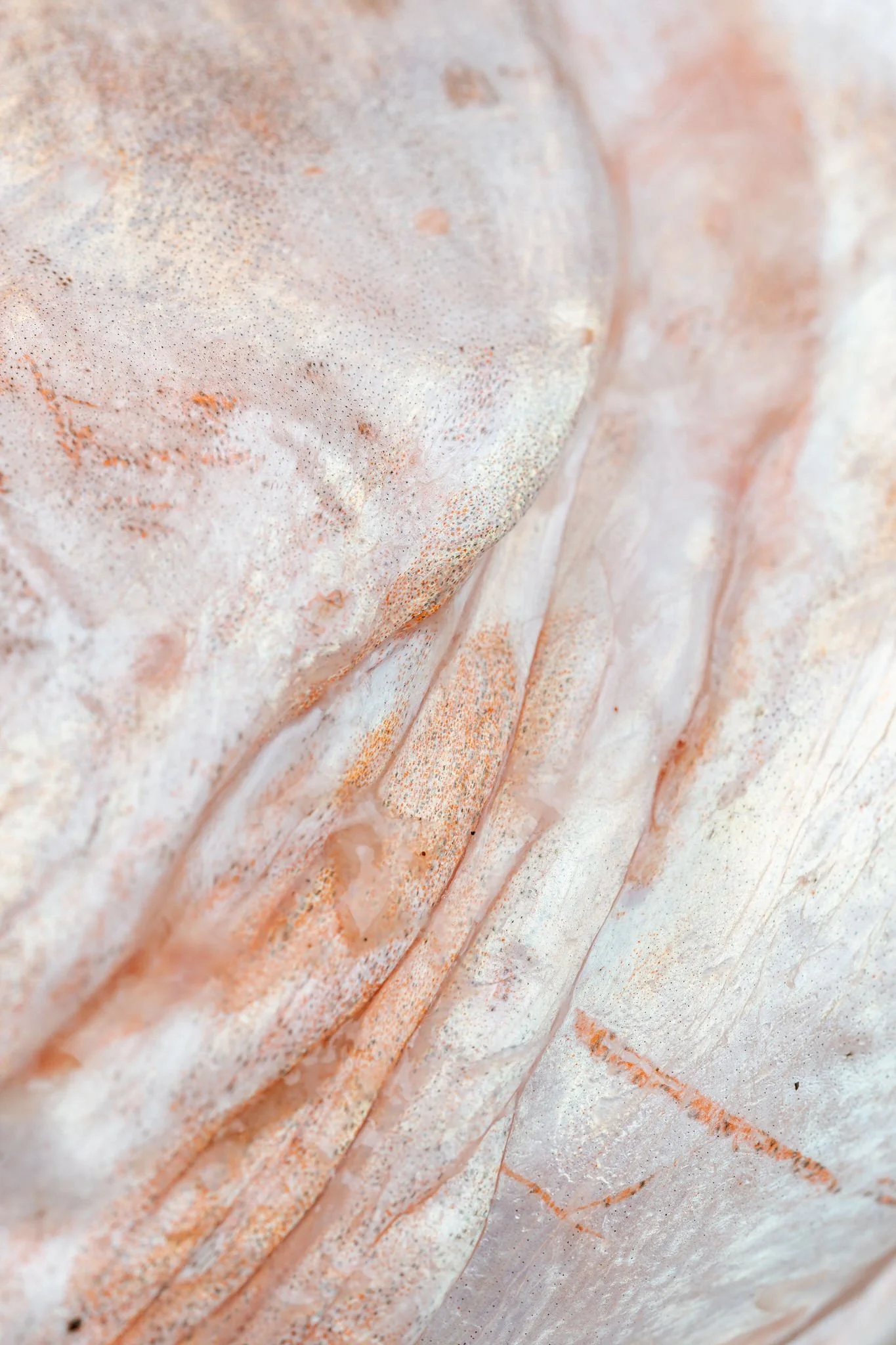 fotografia-producto-pescaderia-conagallas (4).jpg