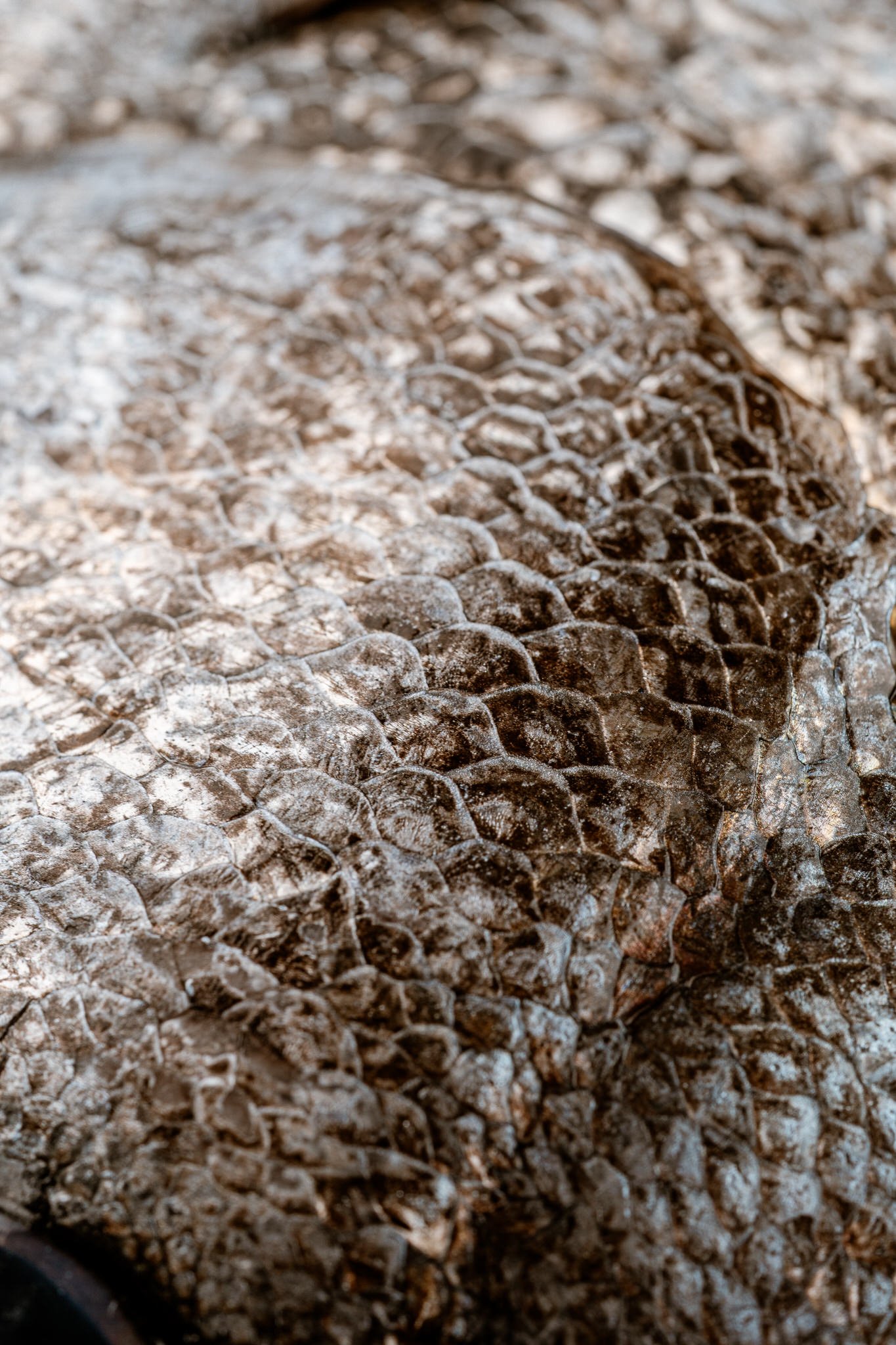 fotografia-producto-pescaderia-conagallas (39).jpg