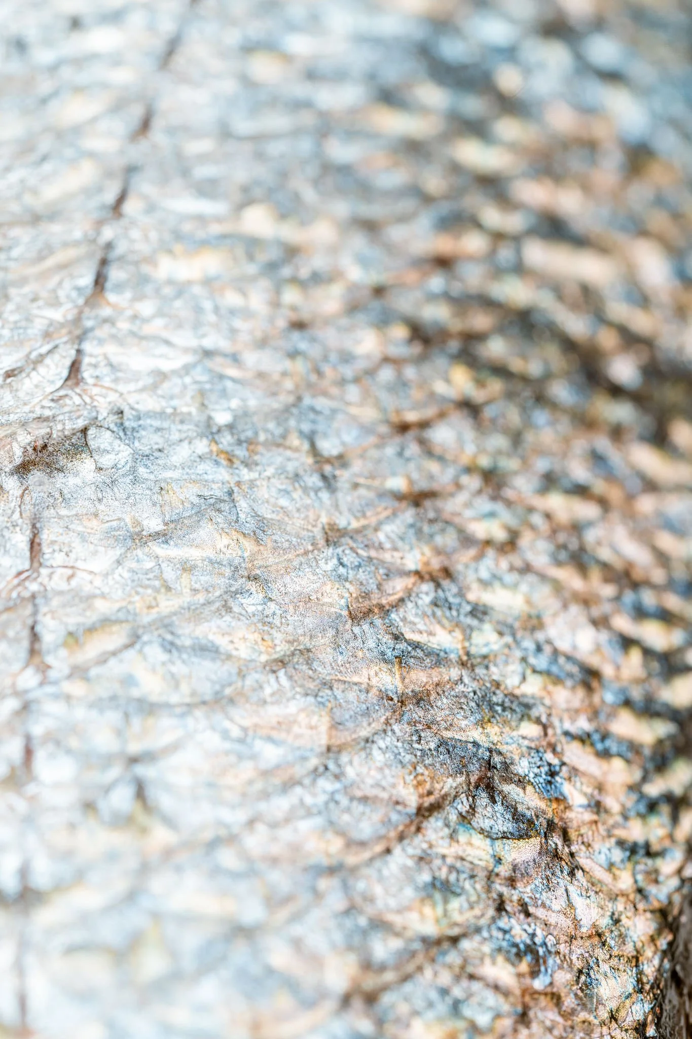 fotografia-producto-pescaderia-conagallas (28).jpg