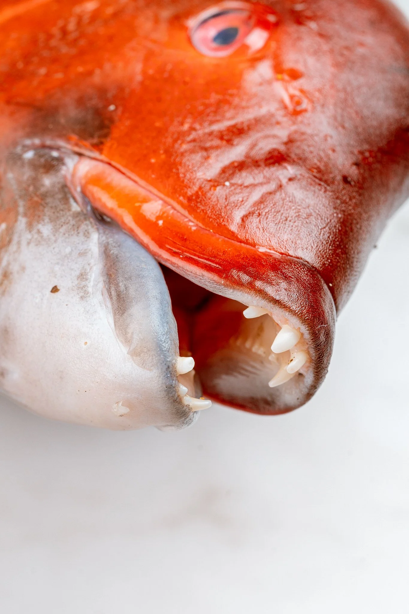 fotografia-producto-pescaderia-conagallas (64).jpg