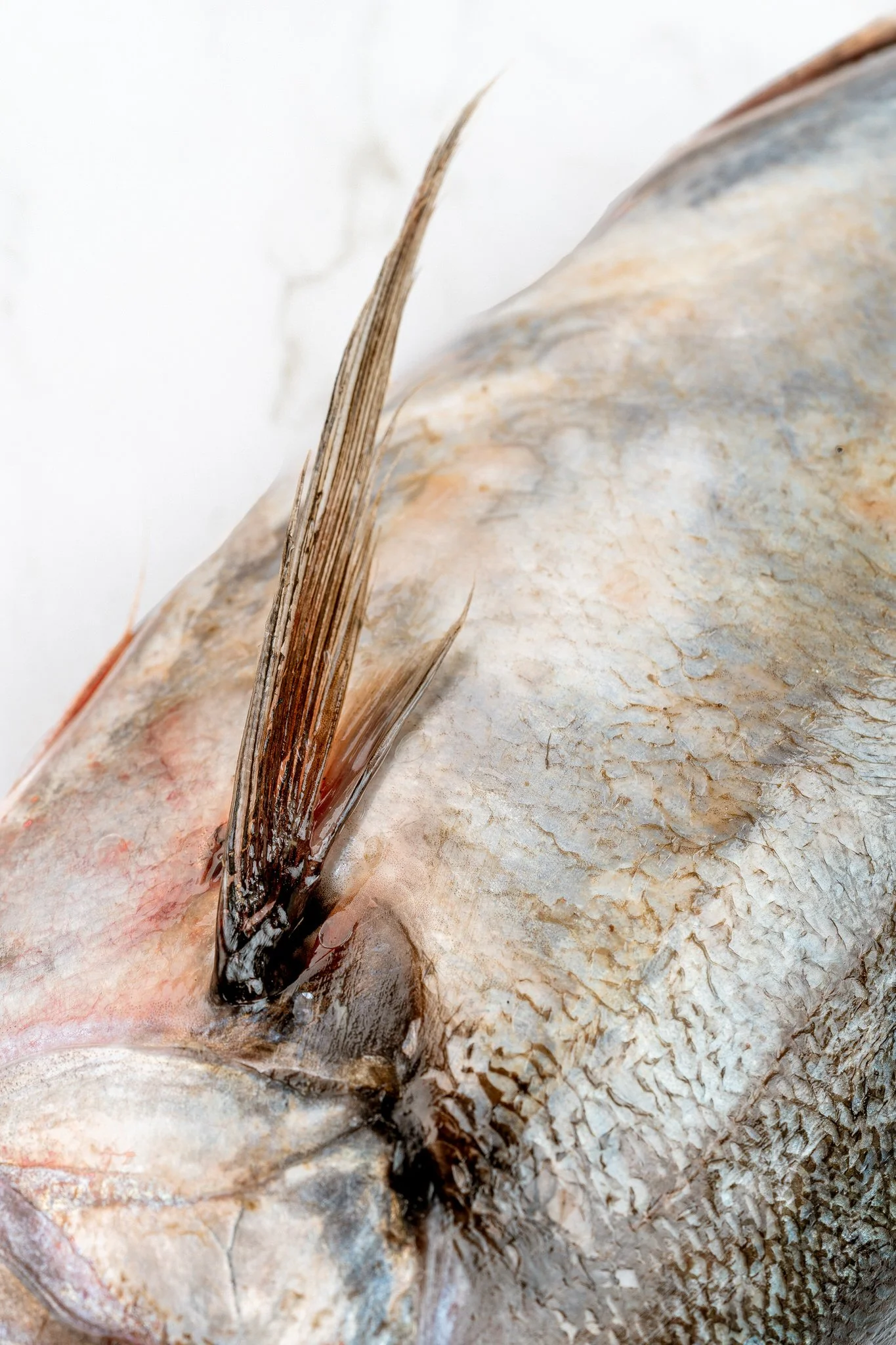 fotografia-producto-pescaderia-conagallas (66).jpg