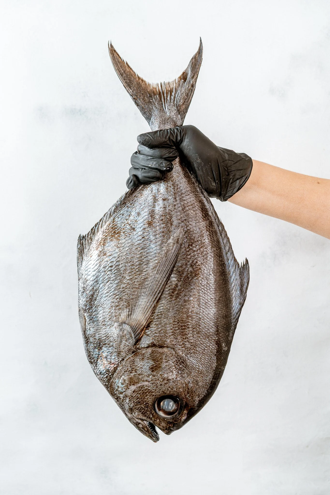 fotografia-producto-pescaderia-conagallas (23).jpg