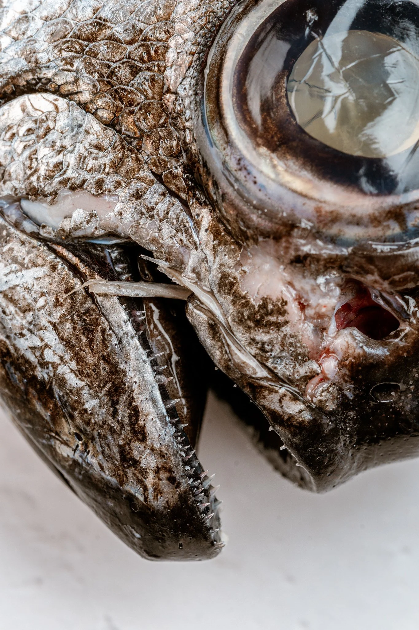 fotografia-producto-pescaderia-conagallas (52).jpg