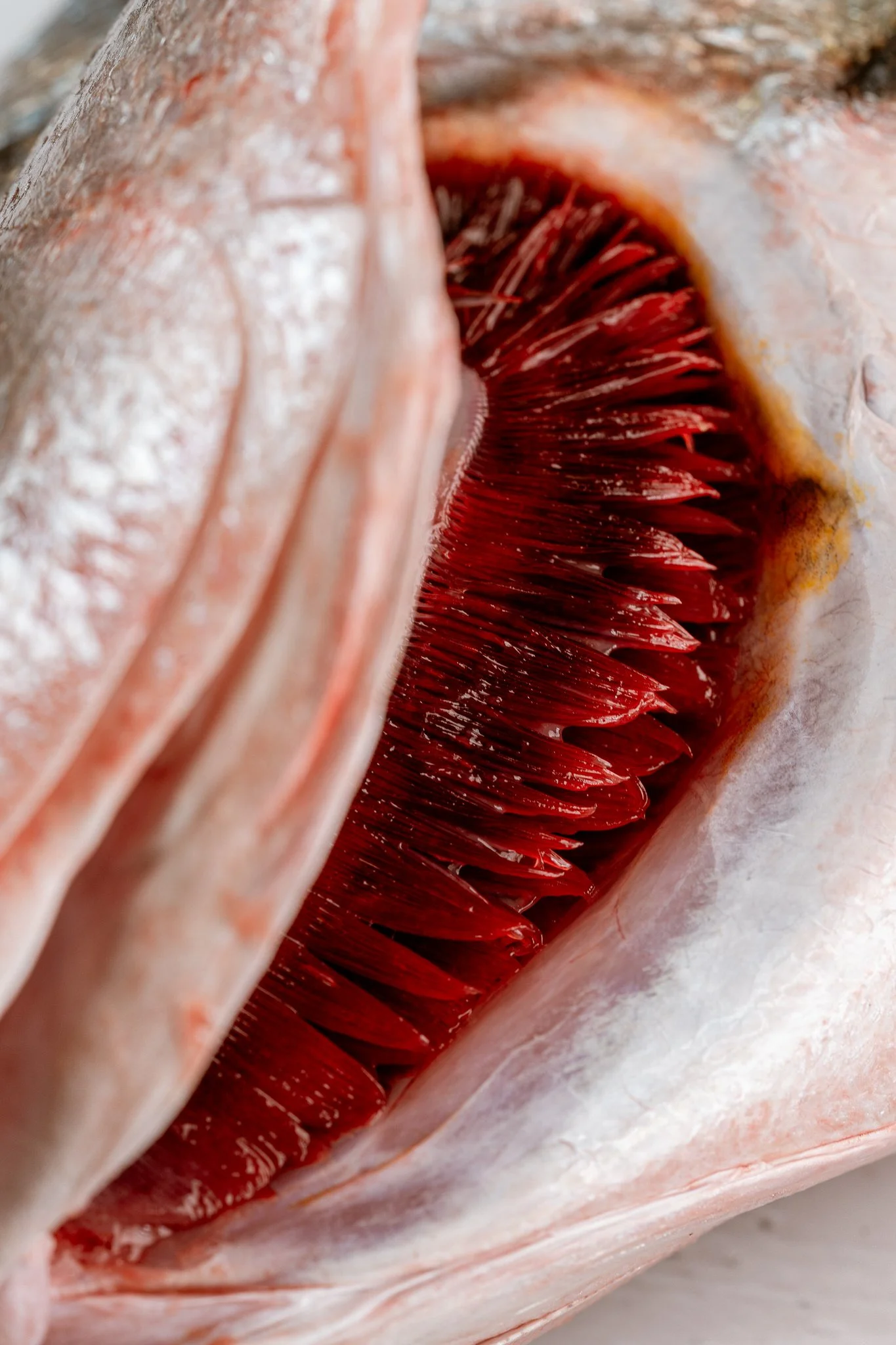 fotografia-producto-pescaderia-conagallas (35).jpg