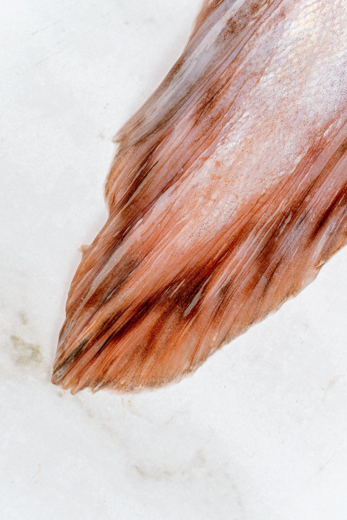 fotografia-producto-pescaderia-conagallas (5).jpg