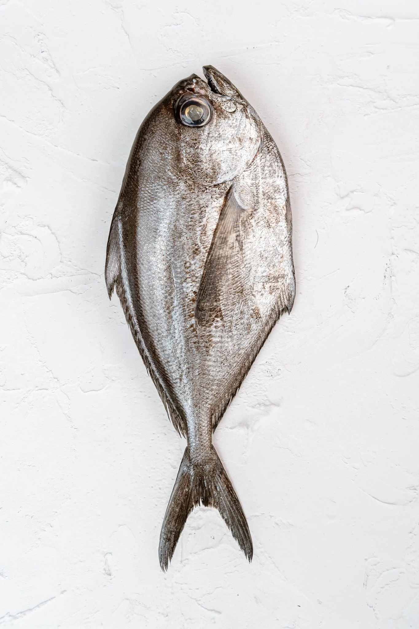 fotografia-producto-pescaderia-conagallas (36).jpg