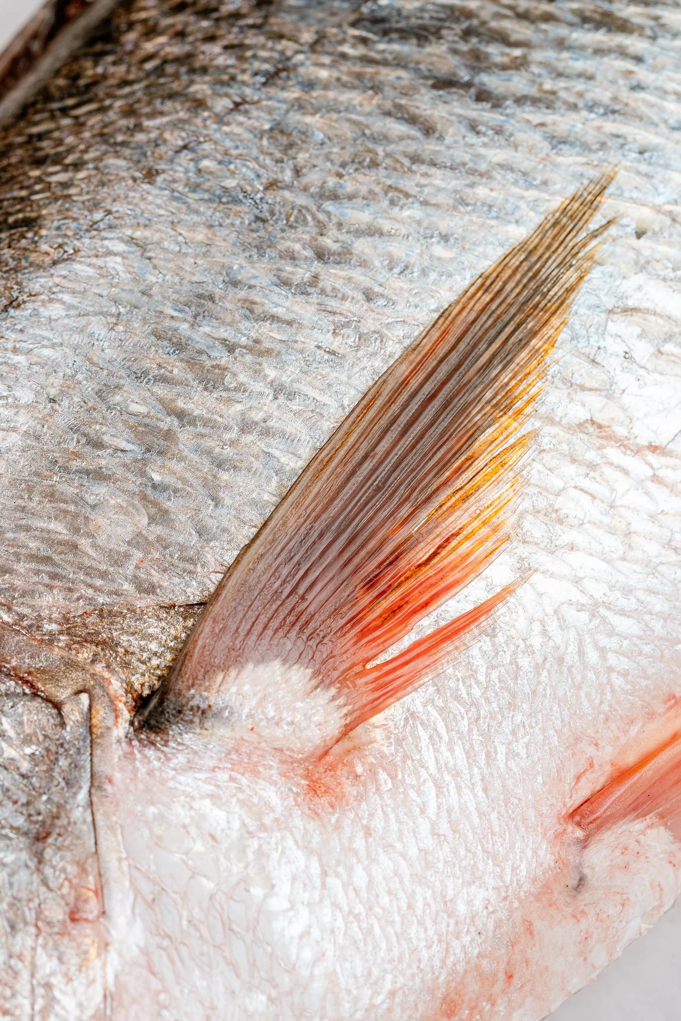 fotografia-producto-pescaderia-conagallas (33).jpg